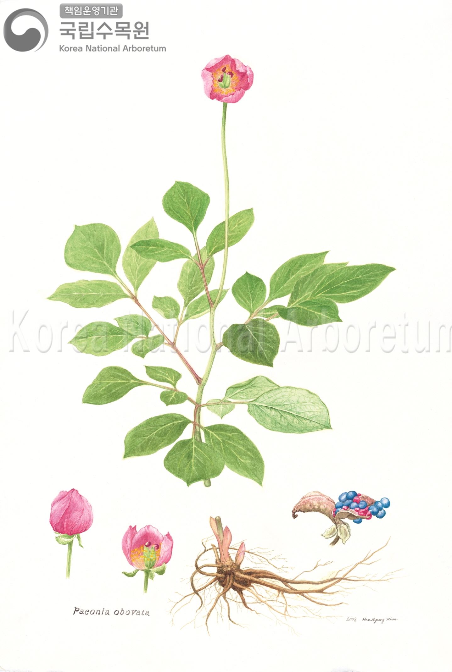 Plant Illustration Detailed View