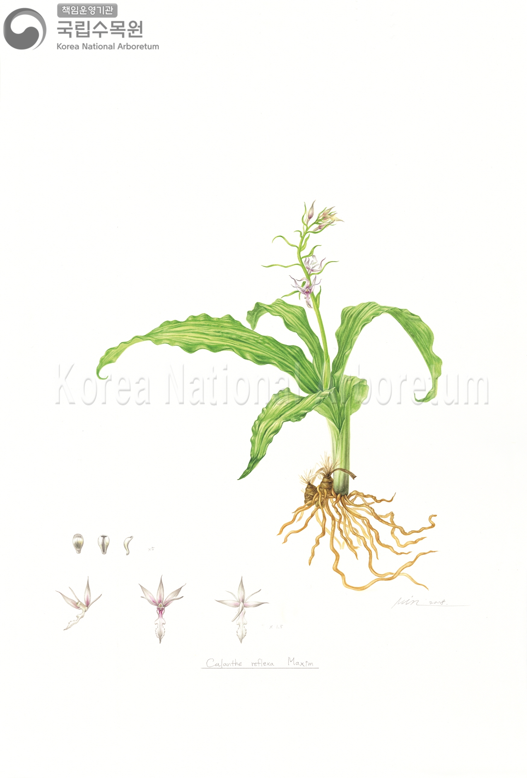 Plant Illustration Detailed View