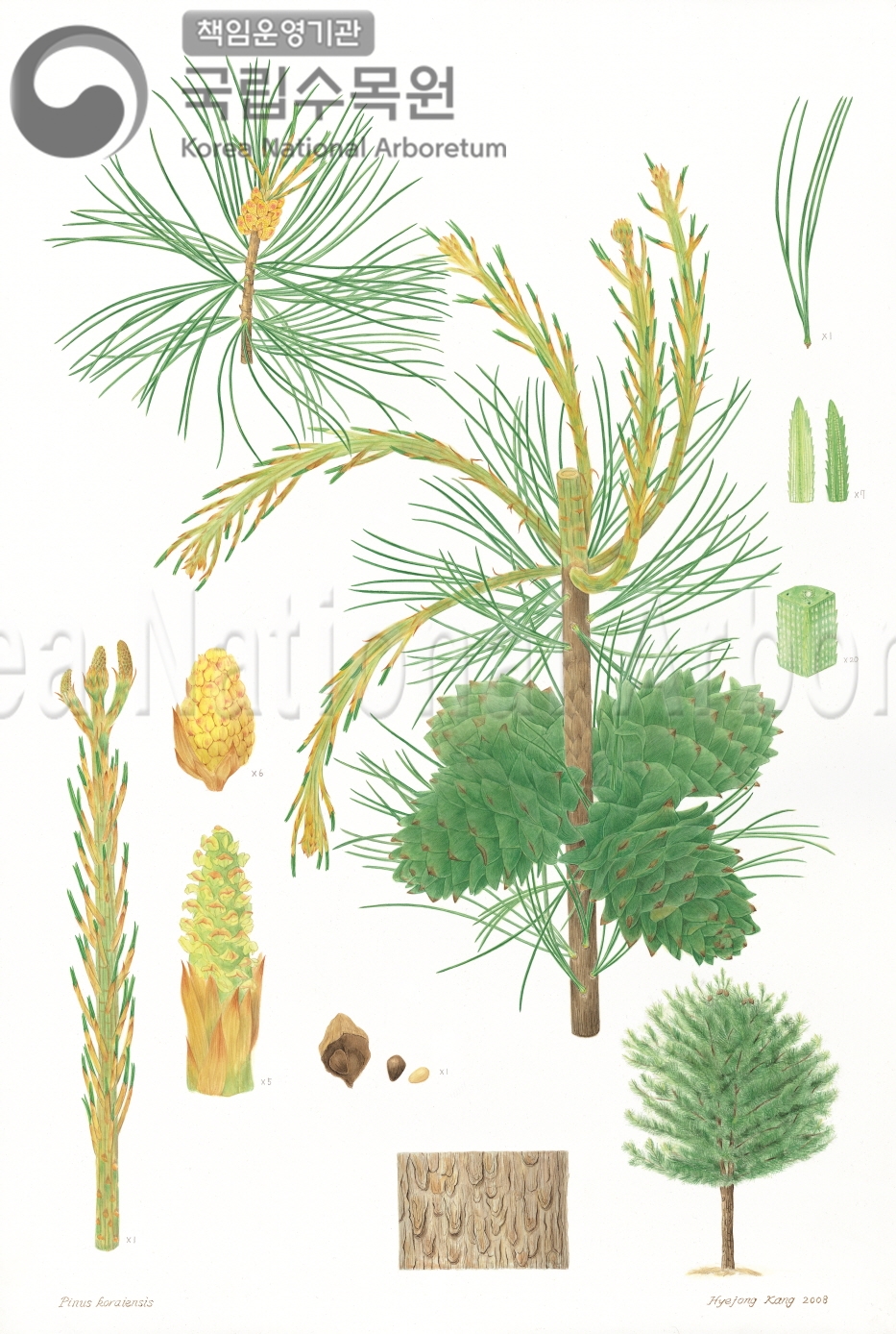 Plant Illustration Detailed View