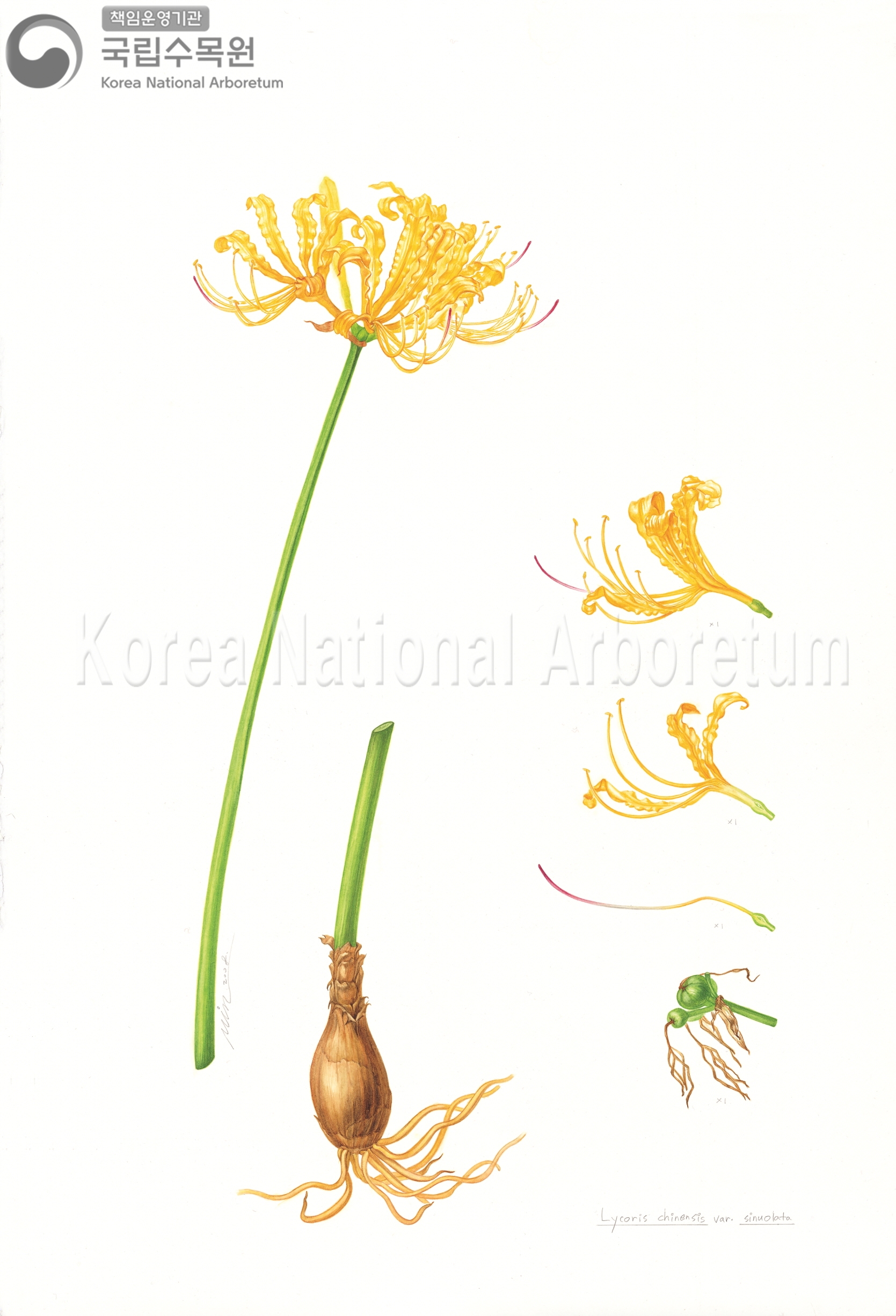 Plant Illustration Detailed View