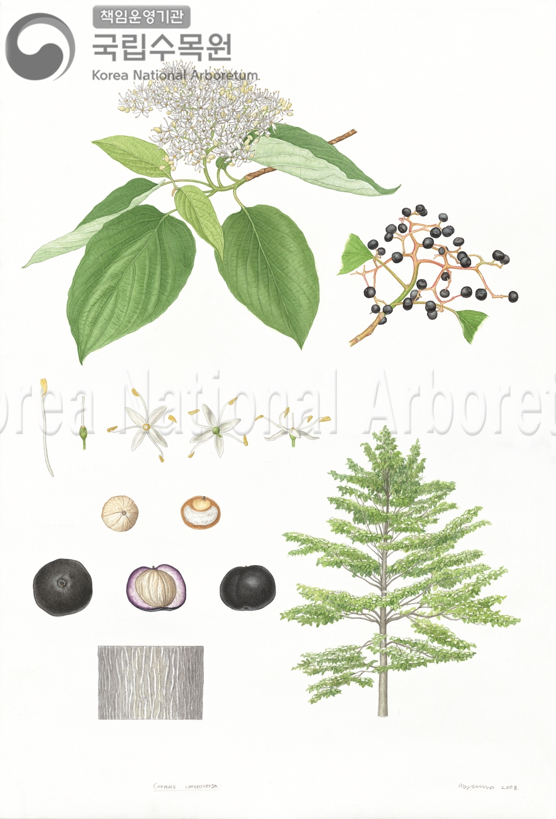 Plant Illustration Detailed View