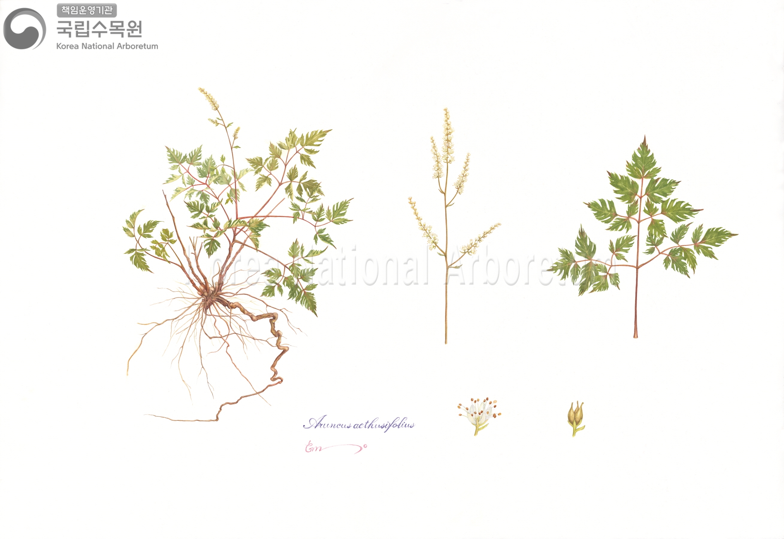 Plant Illustration Detailed View