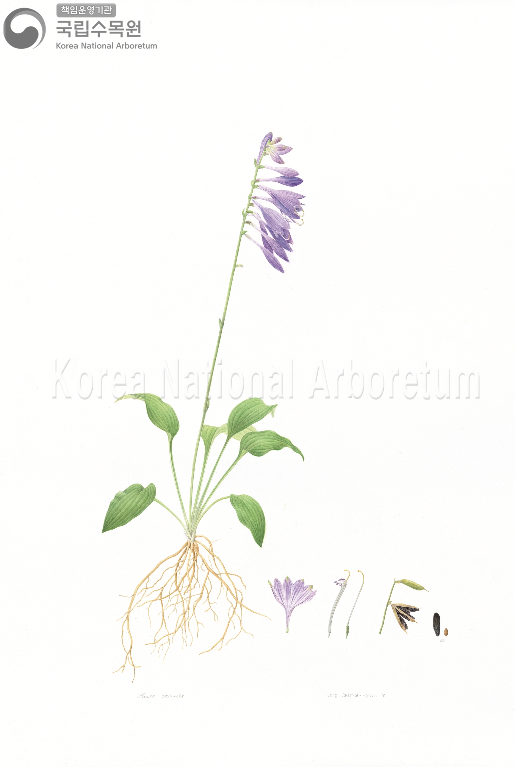 Plant Illustration Detailed View