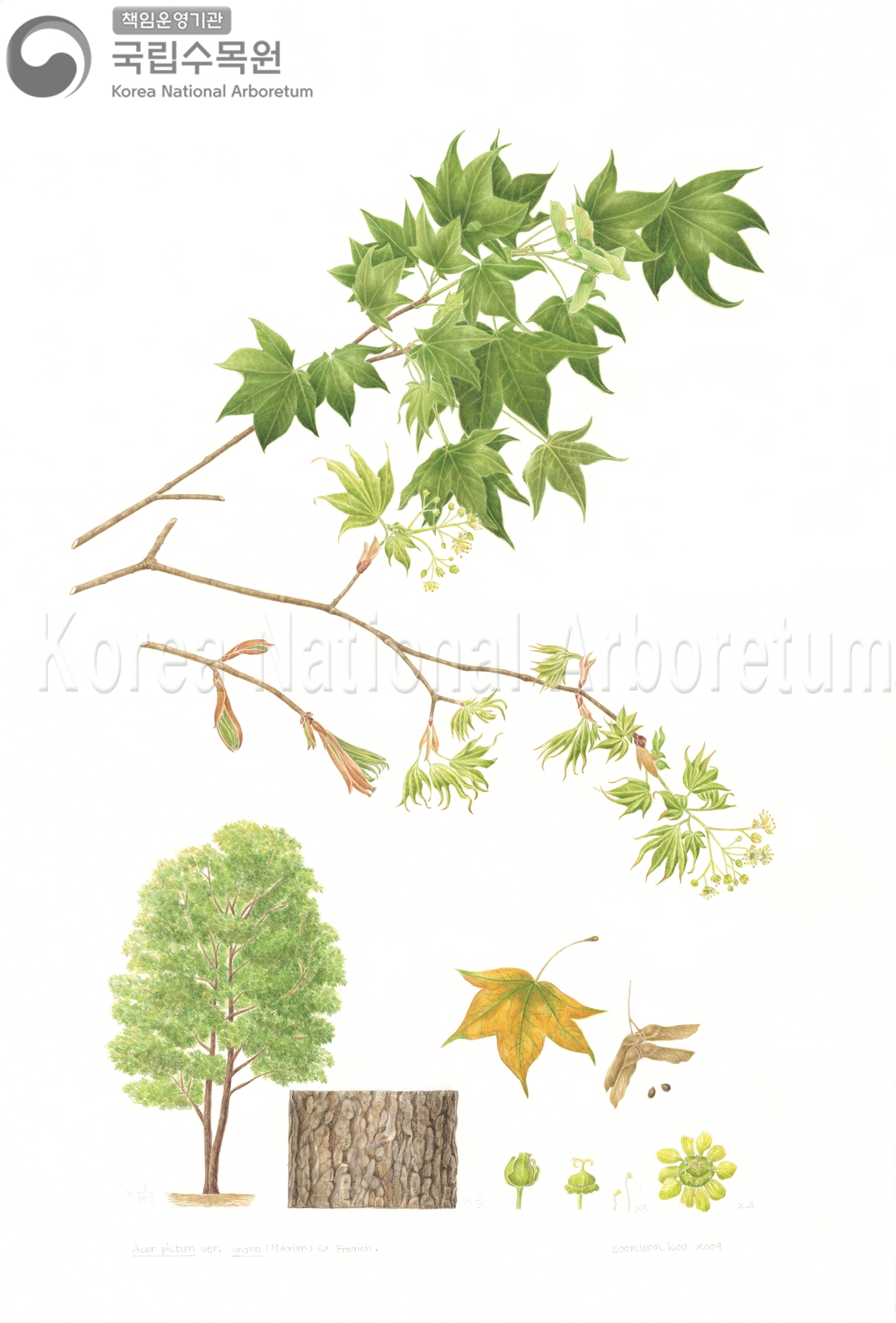 Plant Illustration Detailed View