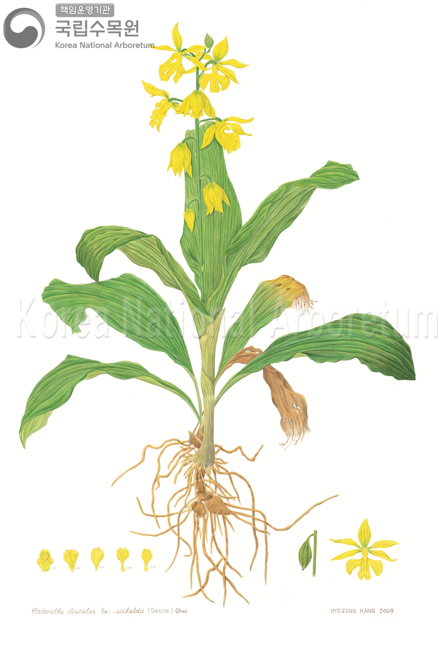 Plant Illustration Detailed View