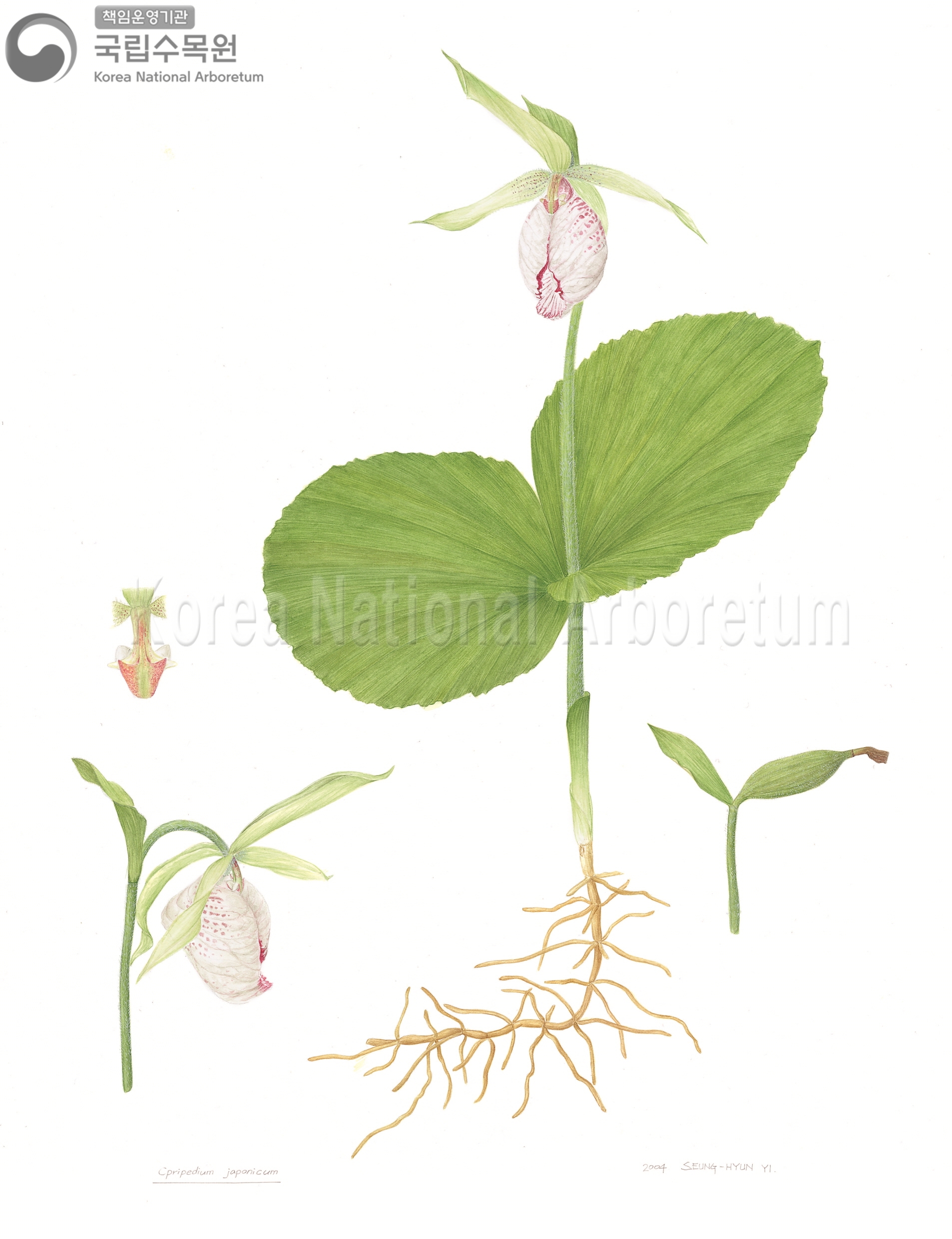 Plant Illustration Detailed View