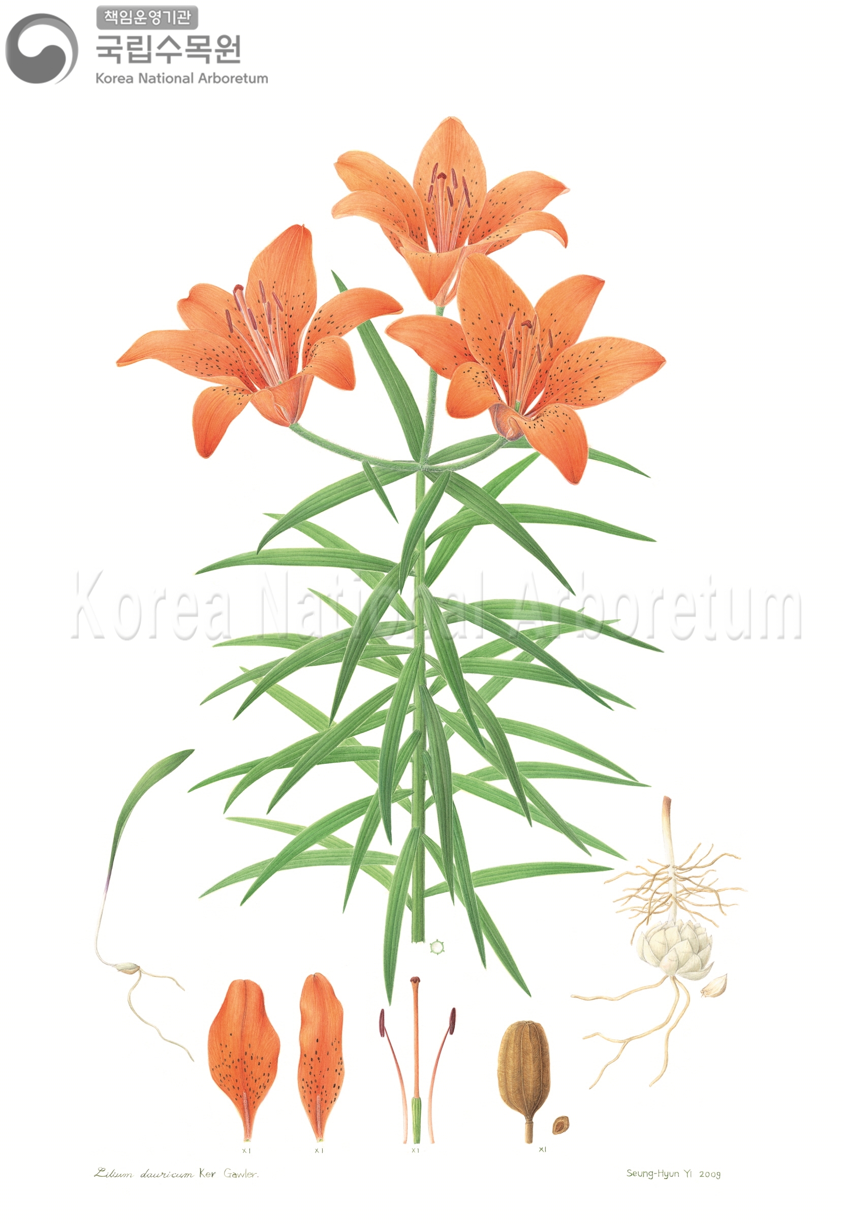 Plant Illustration Detailed View