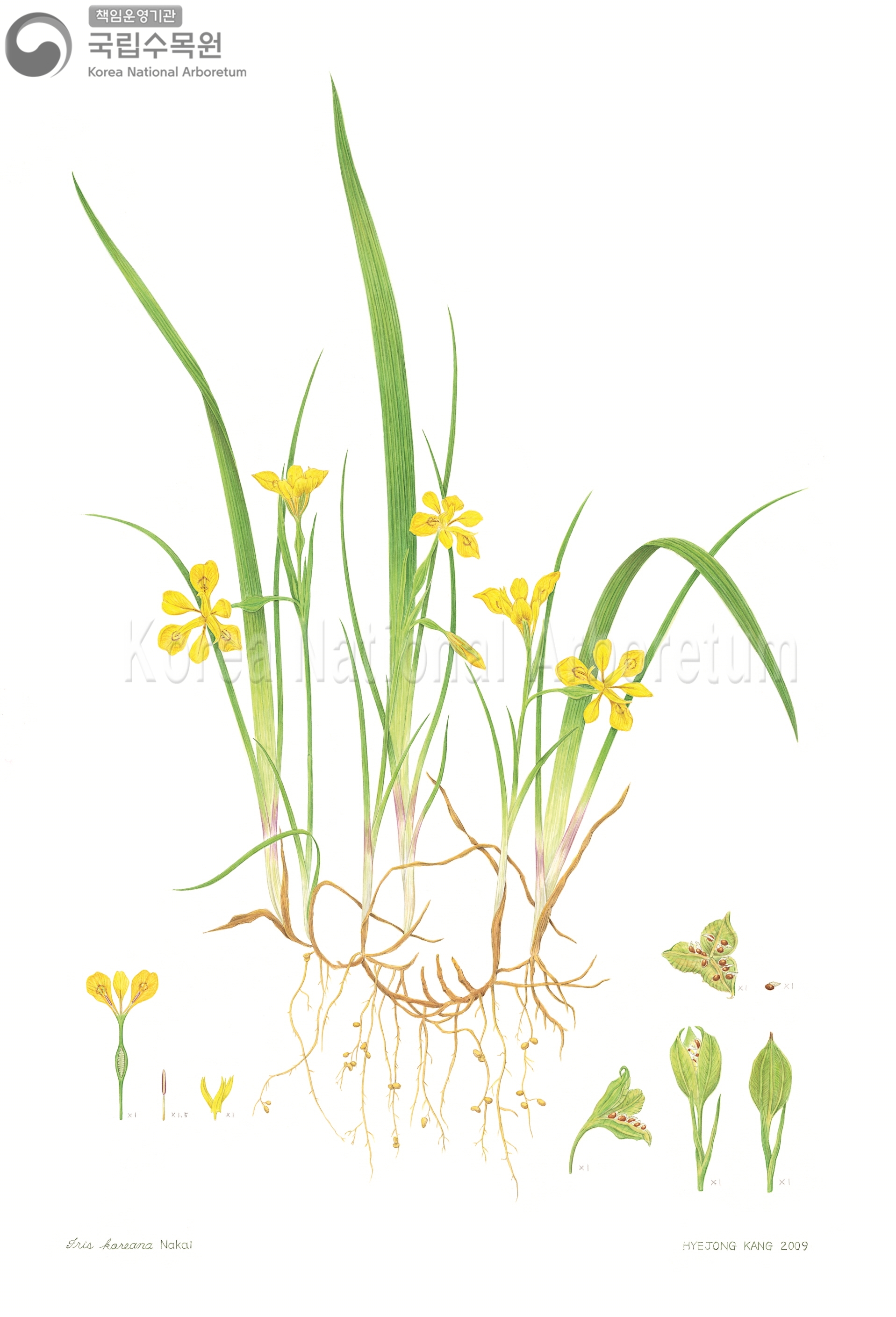 Plant Illustration Detailed View