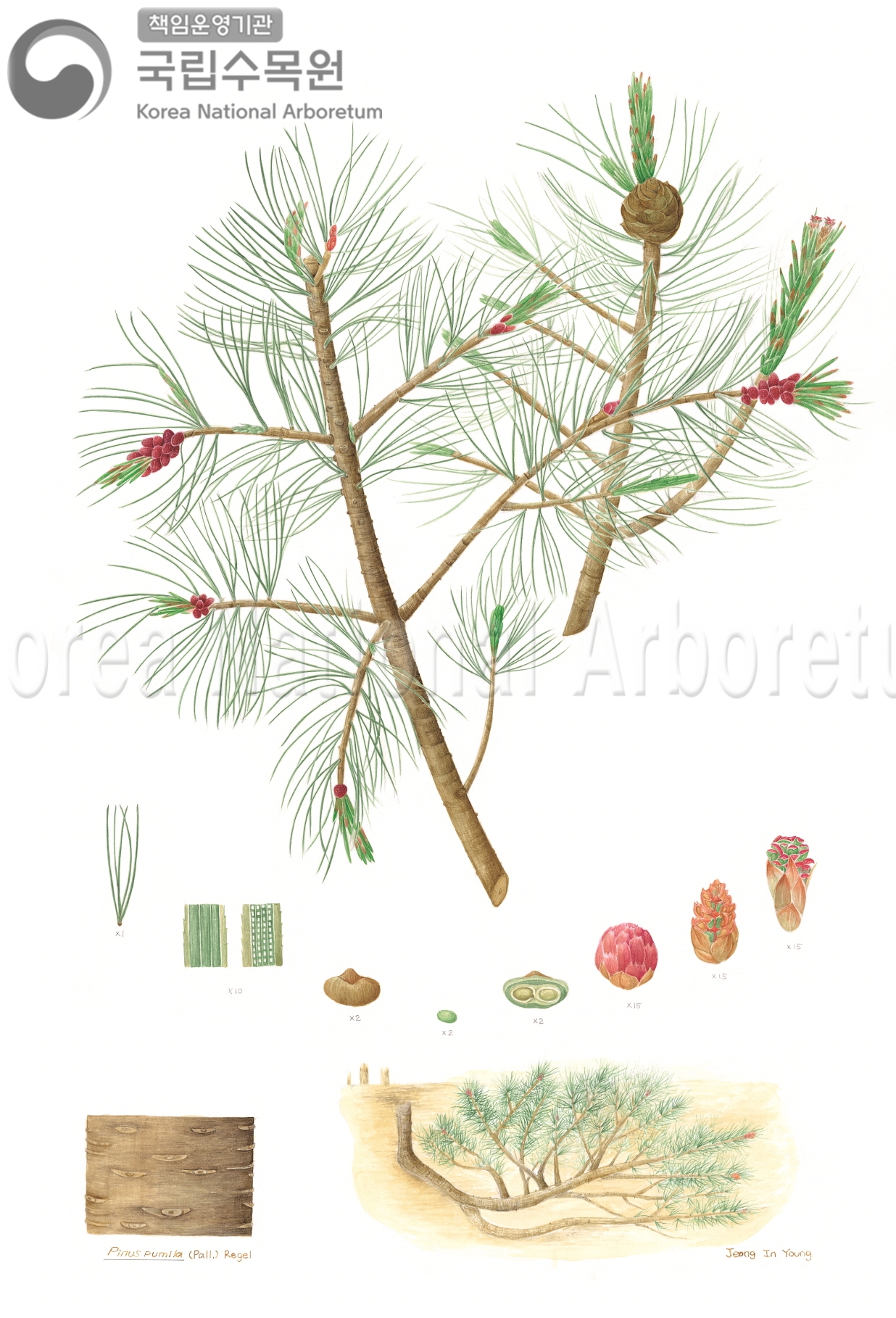 Plant Illustration Detailed View