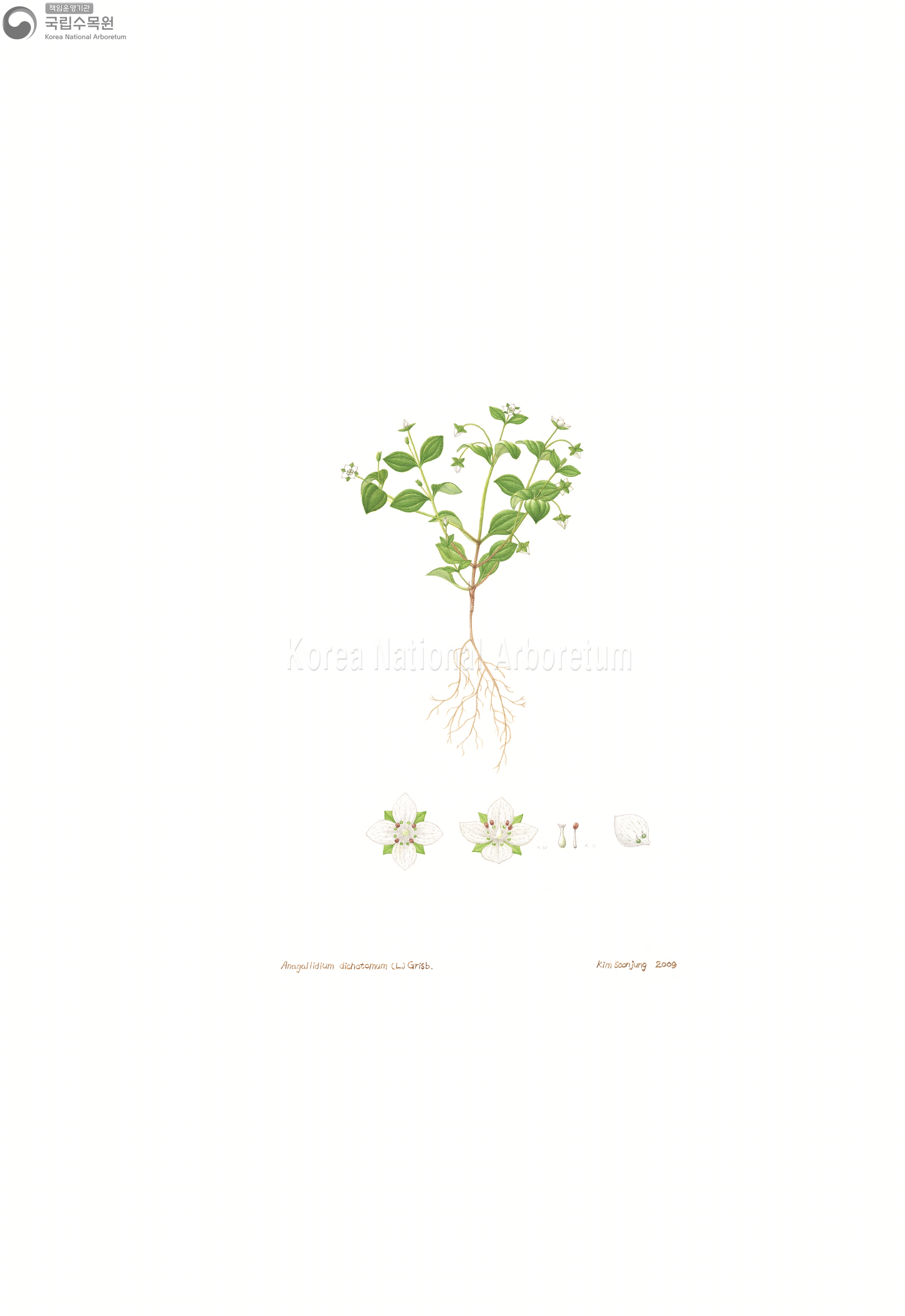 Plant Illustration Detailed View