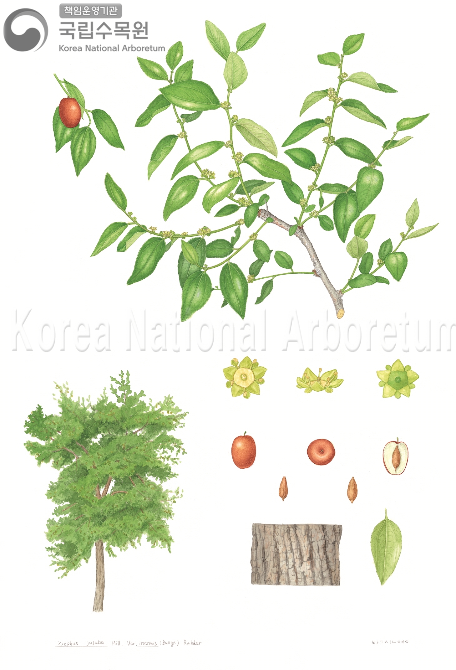 Plant Illustration Detailed View