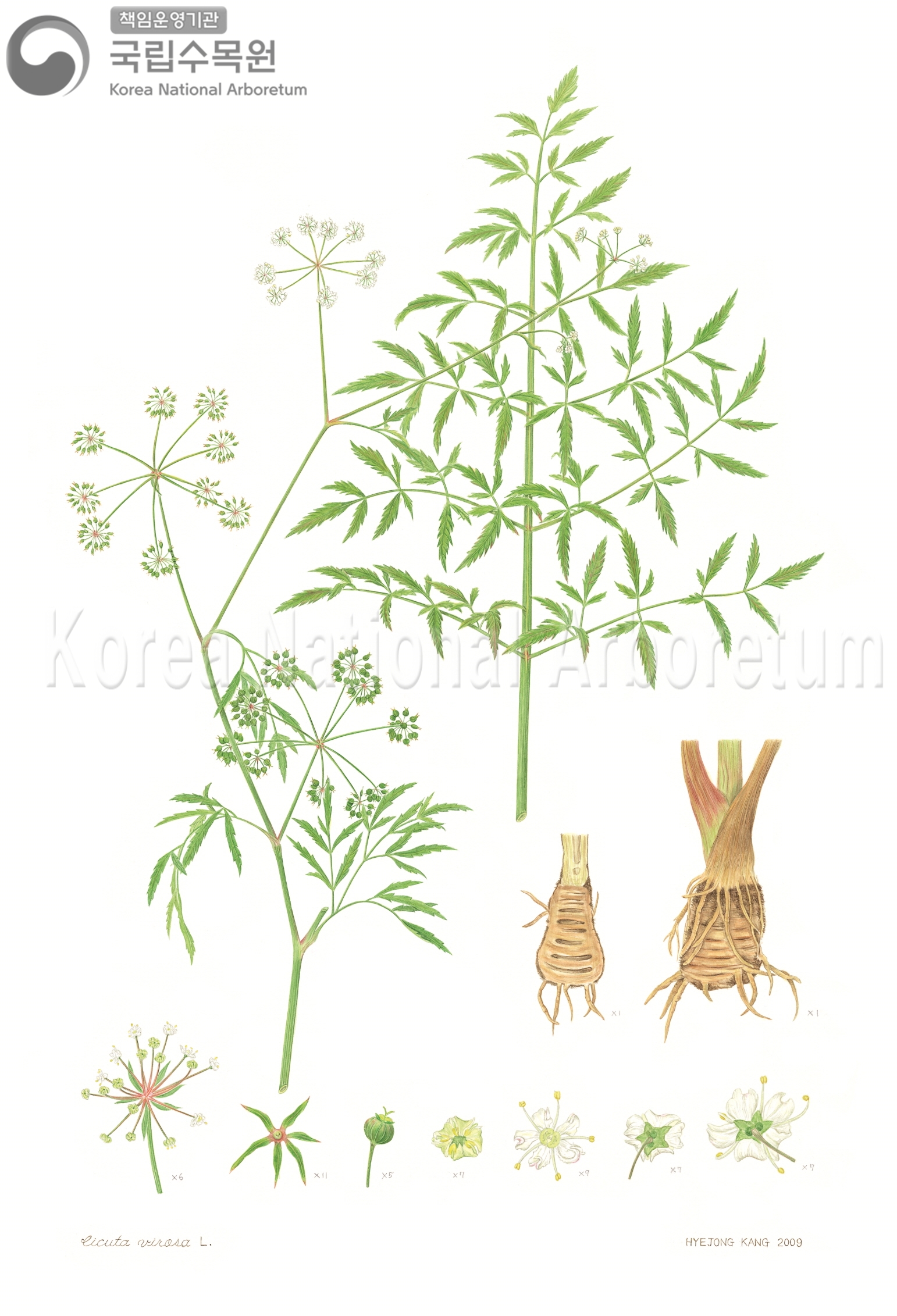 Plant Illustration Detailed View