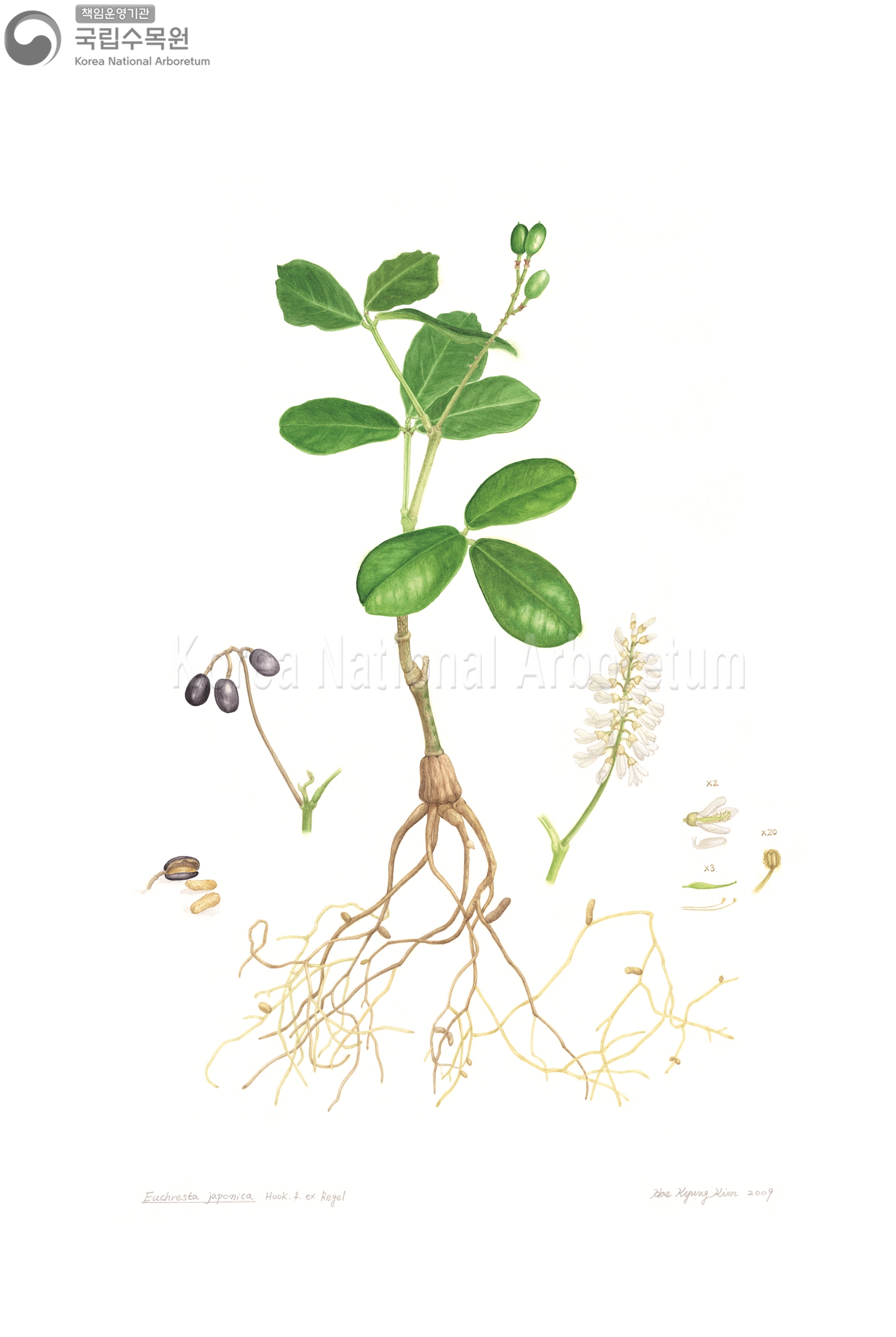 Plant Illustration Detailed View