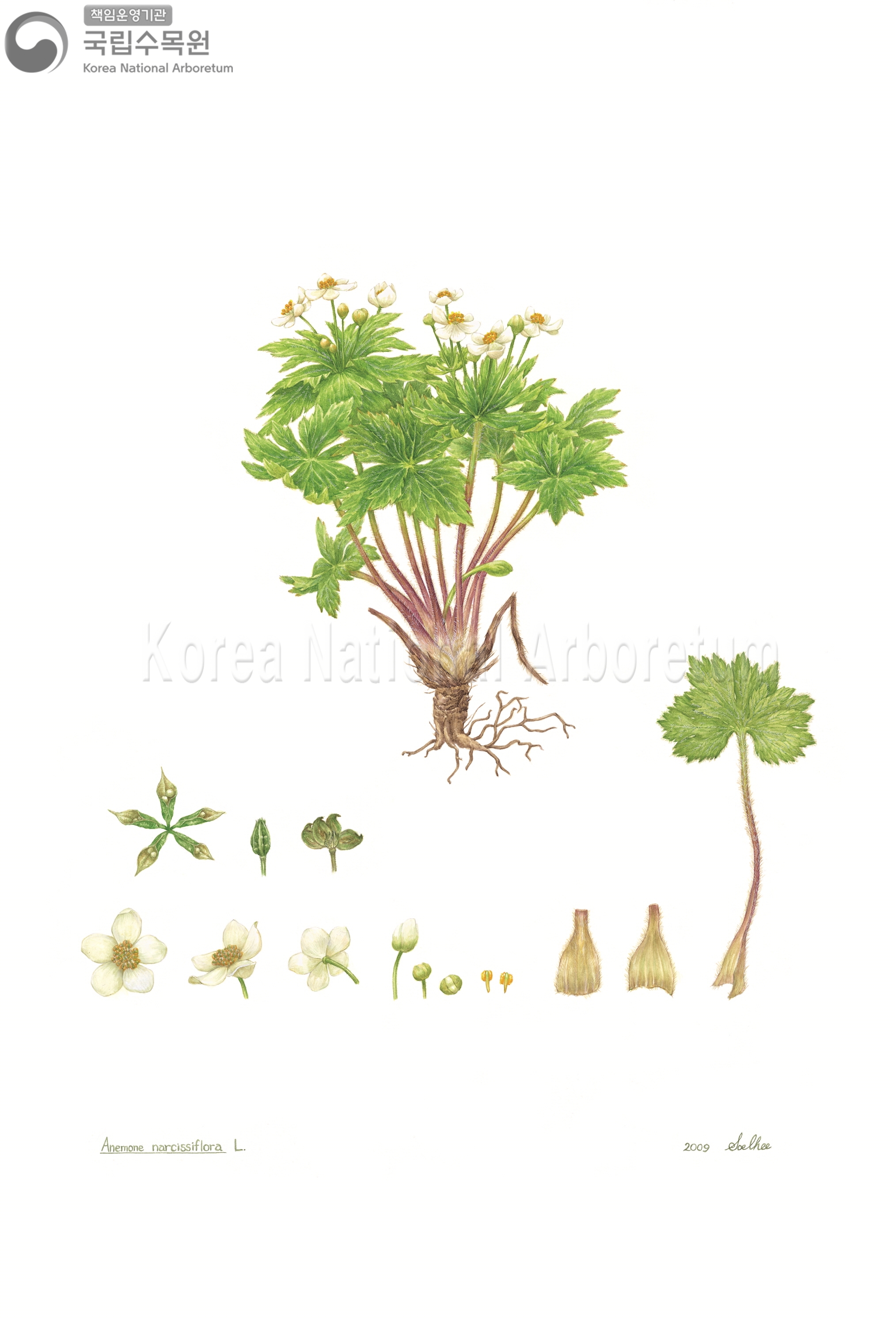 Plant Illustration Detailed View