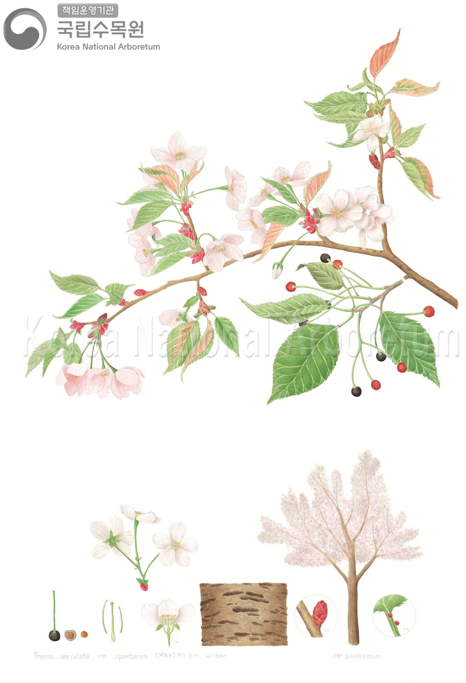 Plant Illustration Detailed View