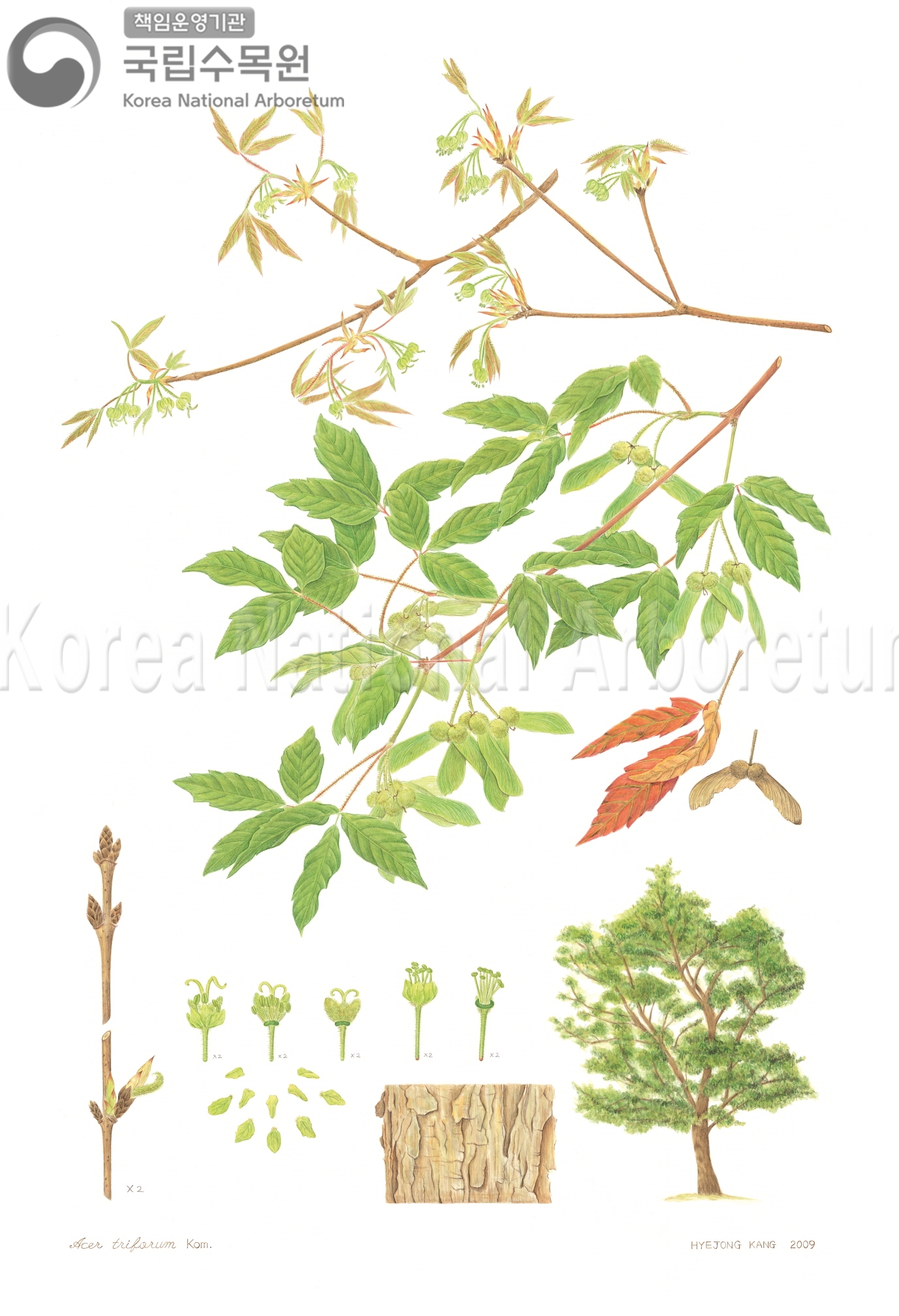 Plant Illustration Detailed View