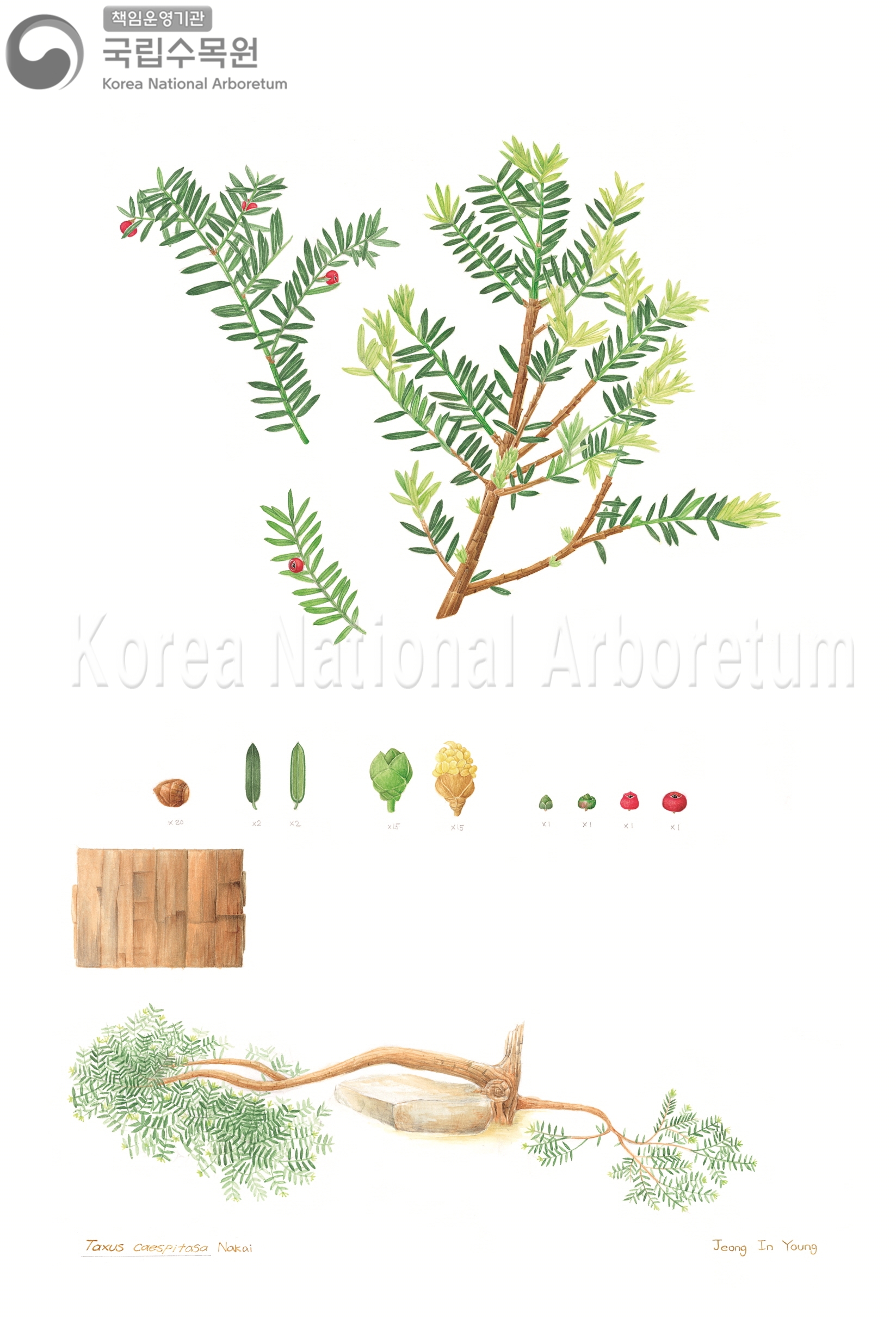 Plant Illustration Detailed View