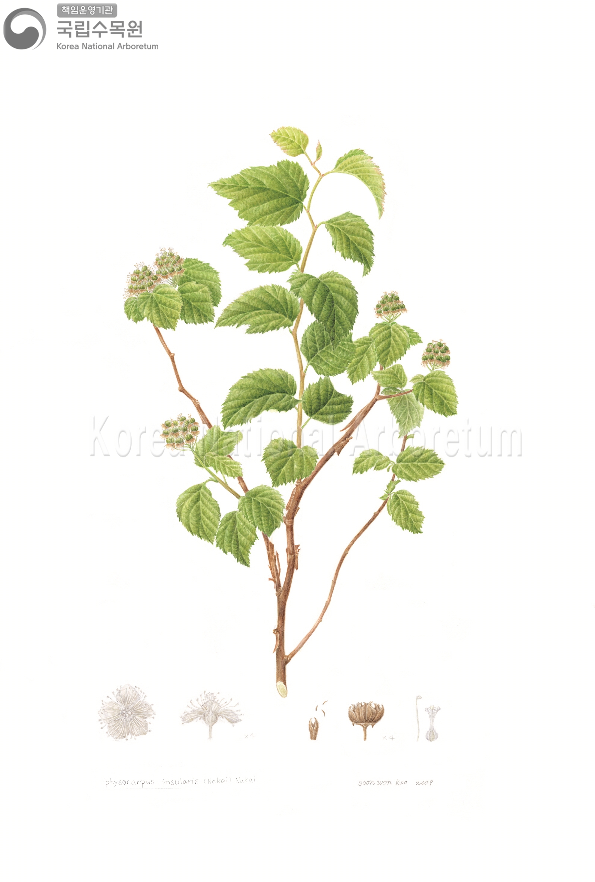 Plant Illustration Detailed View