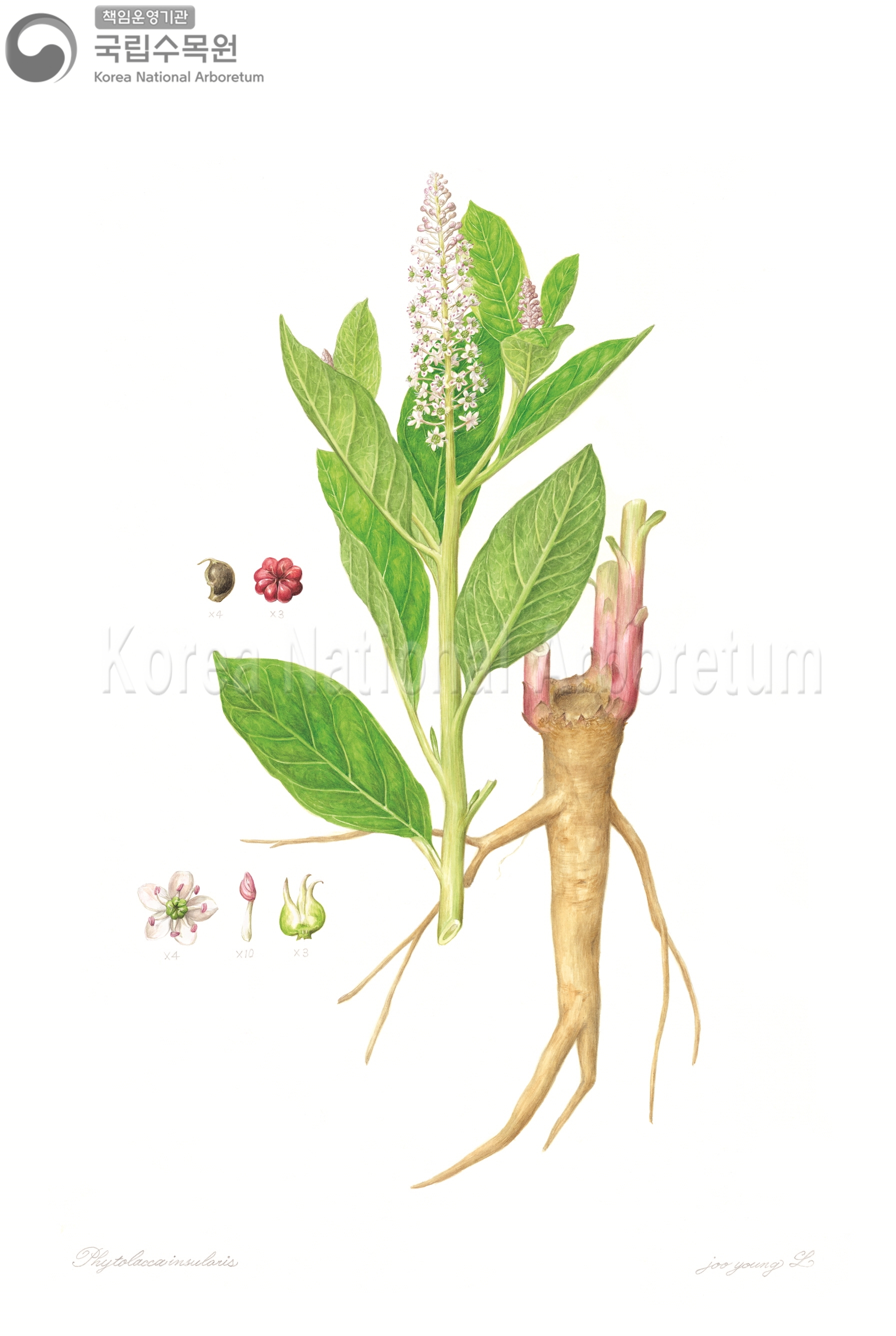 Plant Illustration Detailed View