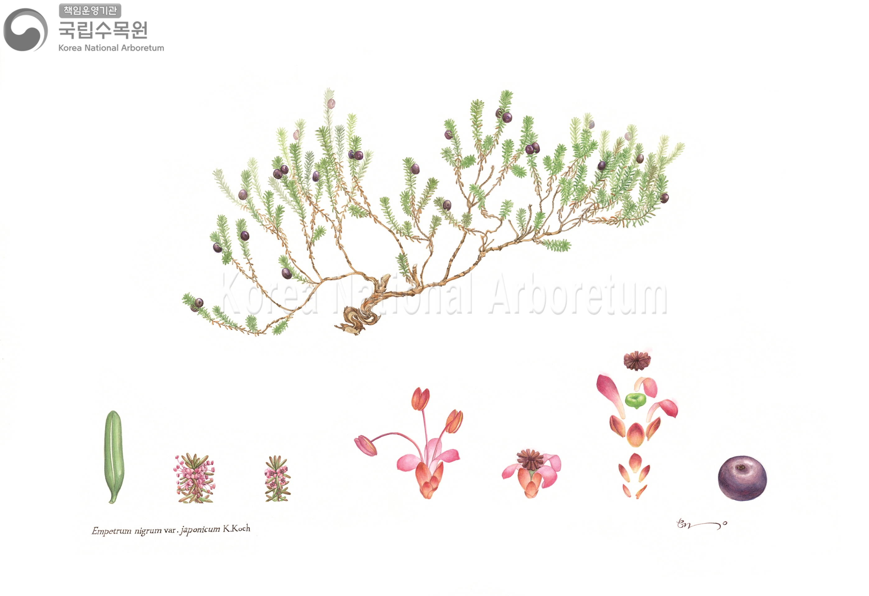 Plant Illustration Detailed View