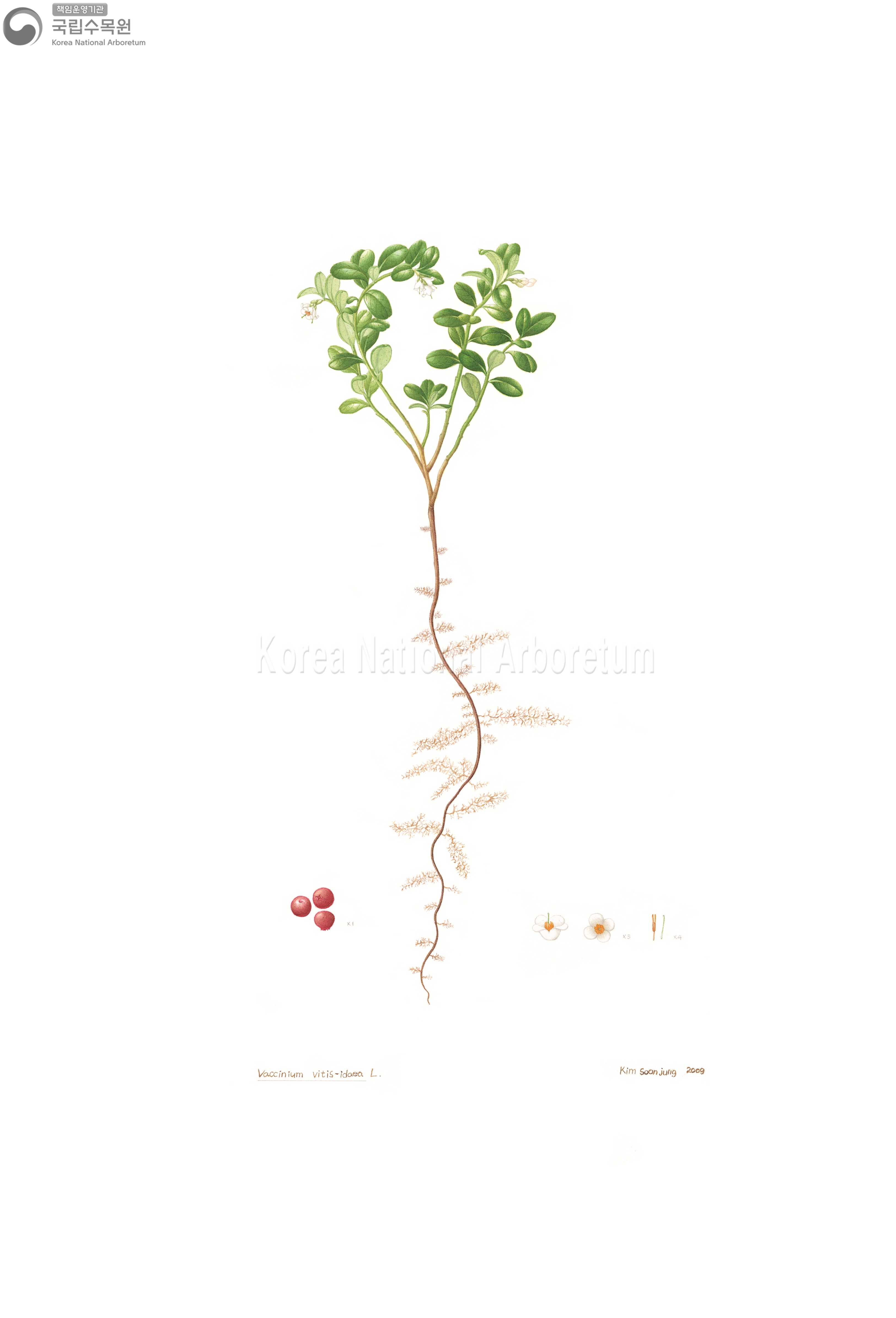 Plant Illustration Detailed View