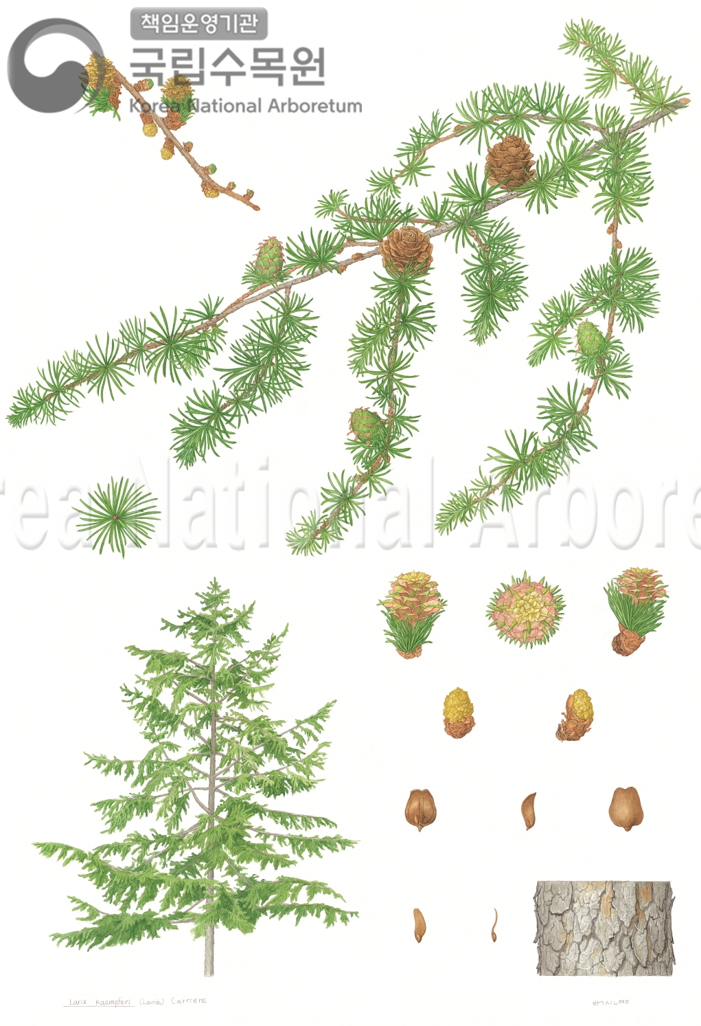 Plant Illustration Detailed View