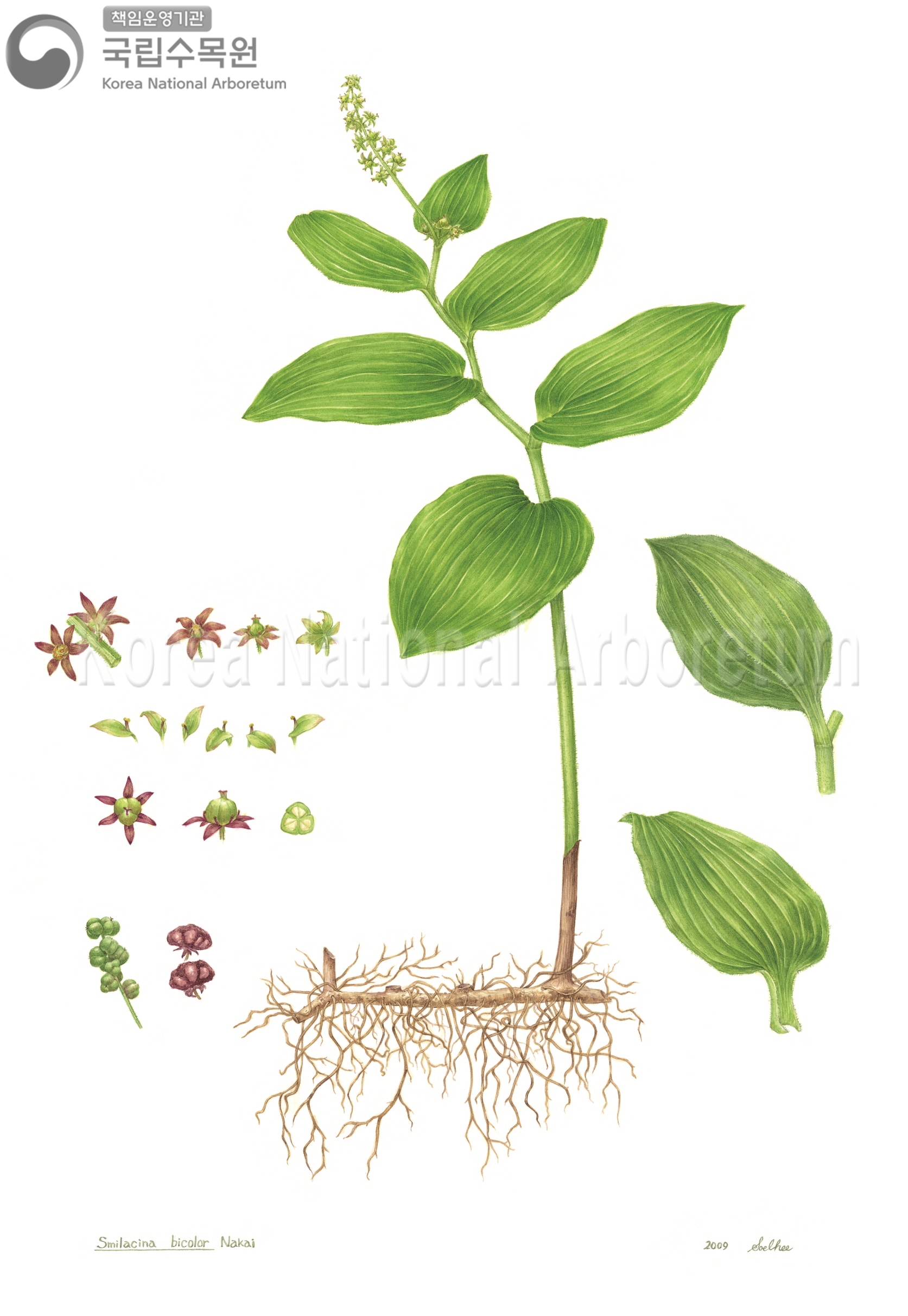 Plant Illustration Detailed View