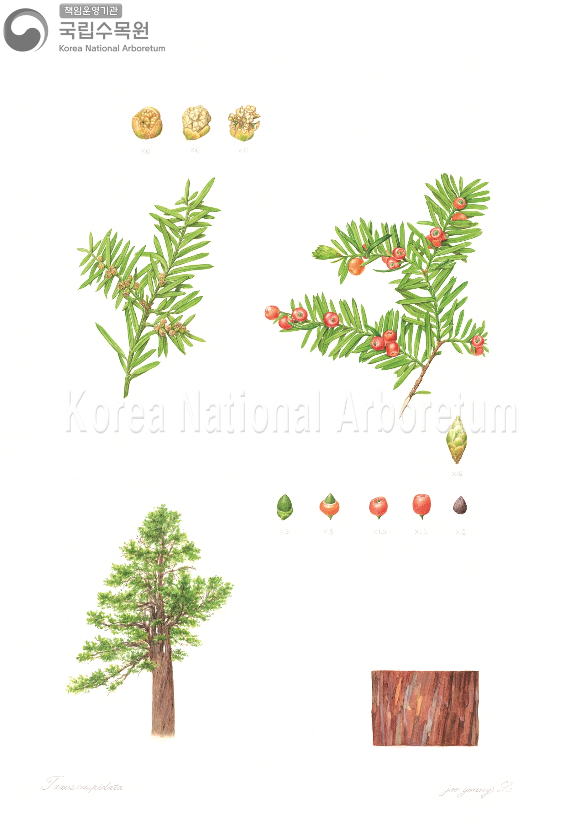 Plant Illustration Detailed View