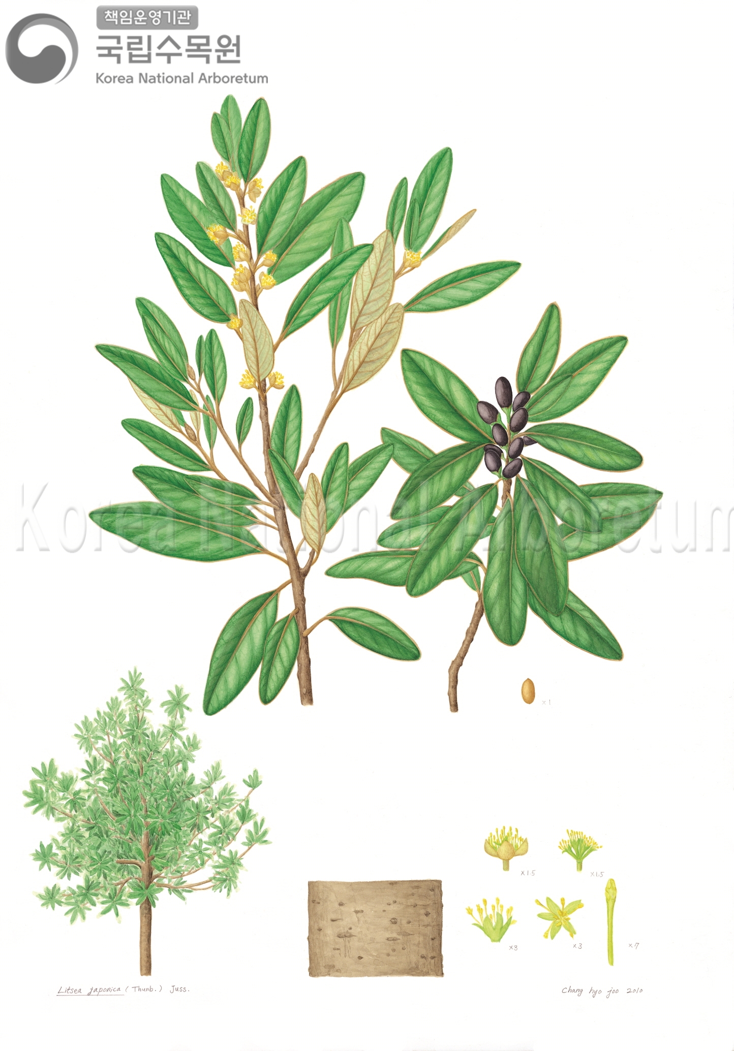 Plant Illustration Detailed View