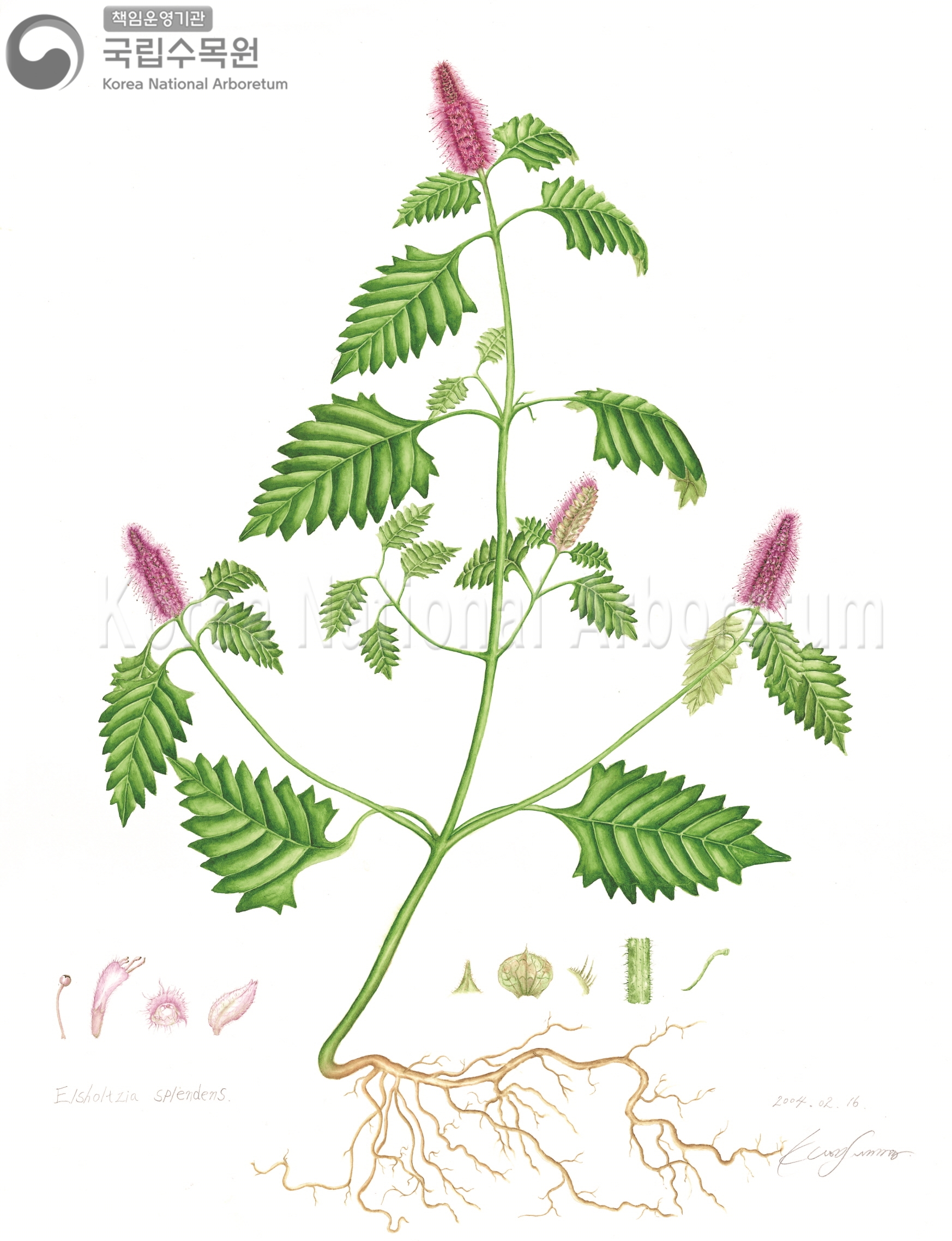 Plant Illustration Detailed View