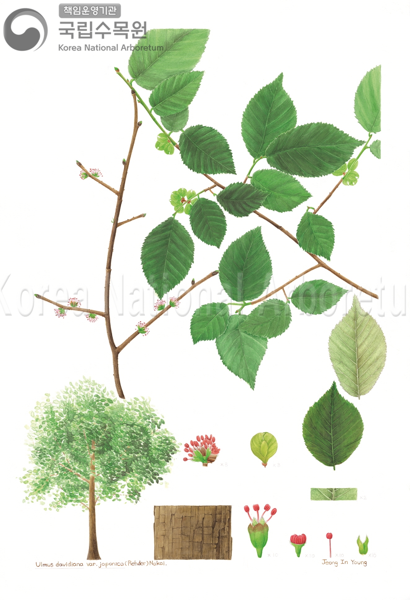 Plant Illustration Detailed View