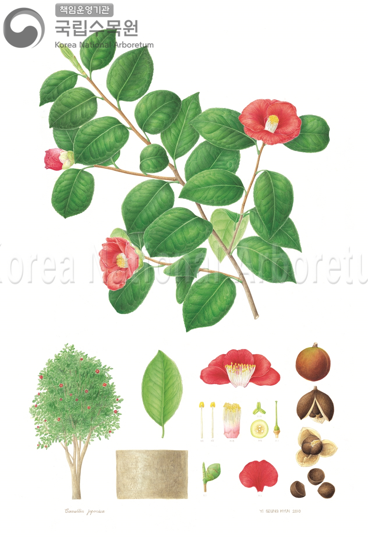 Plant Illustration Detailed View