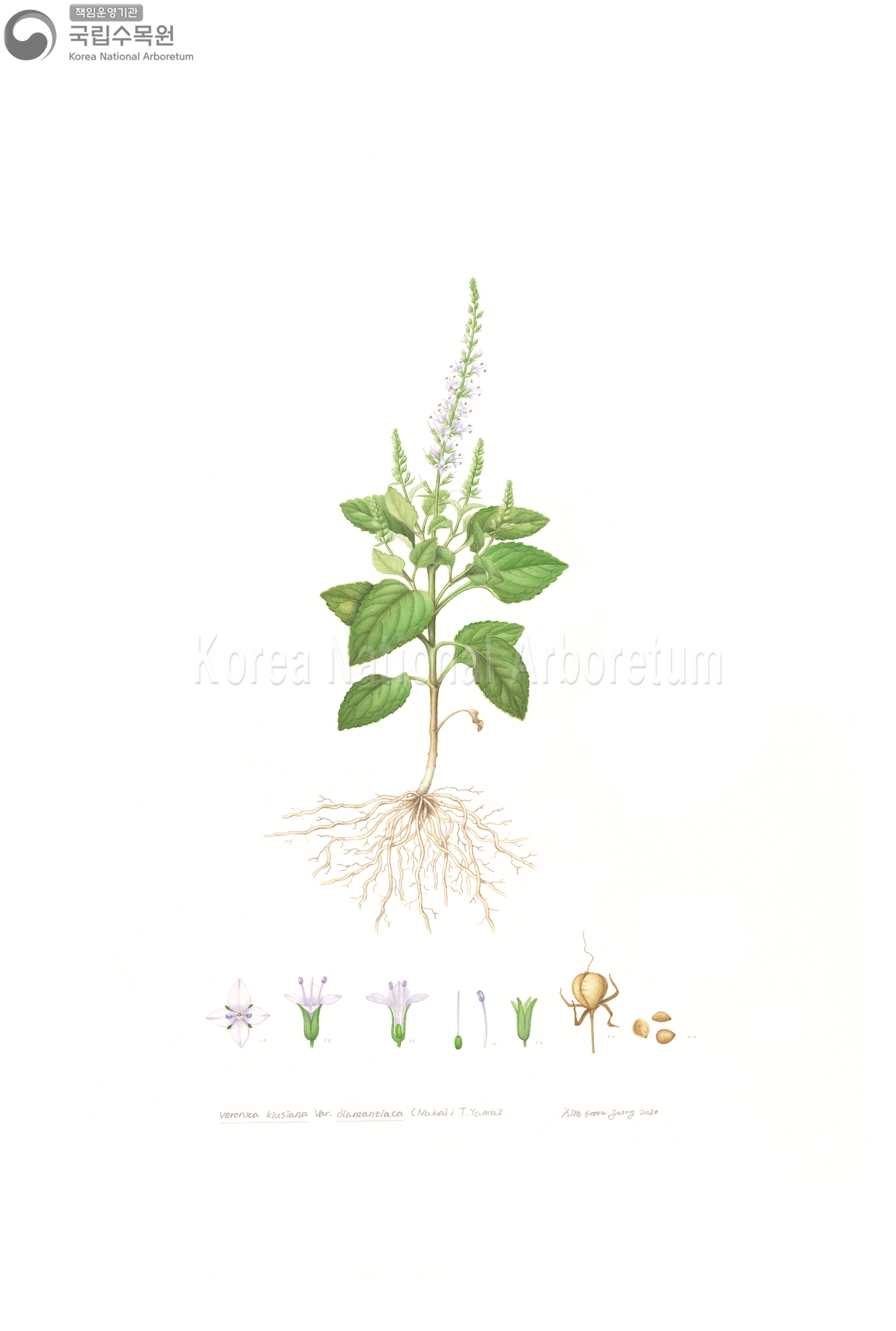 Plant Illustration Detailed View