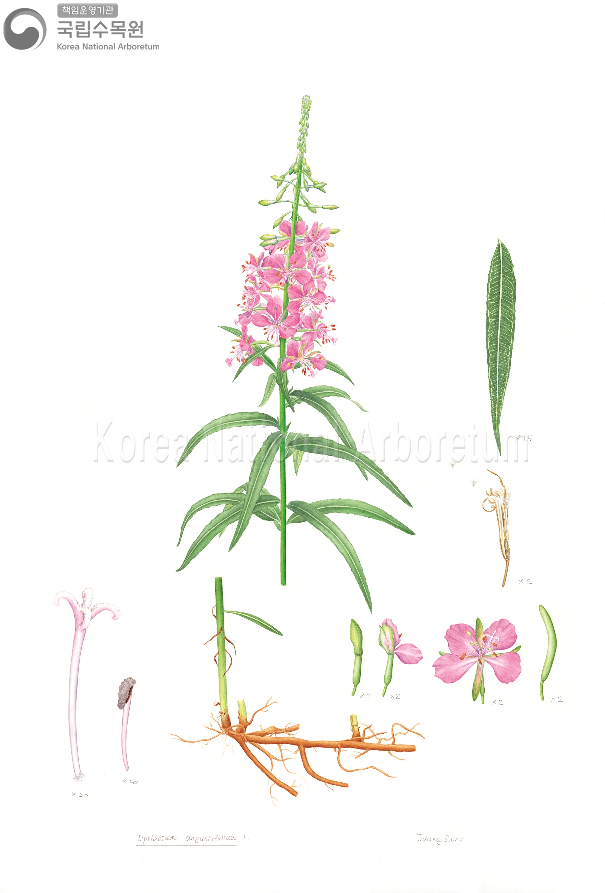 Plant Illustration Detailed View