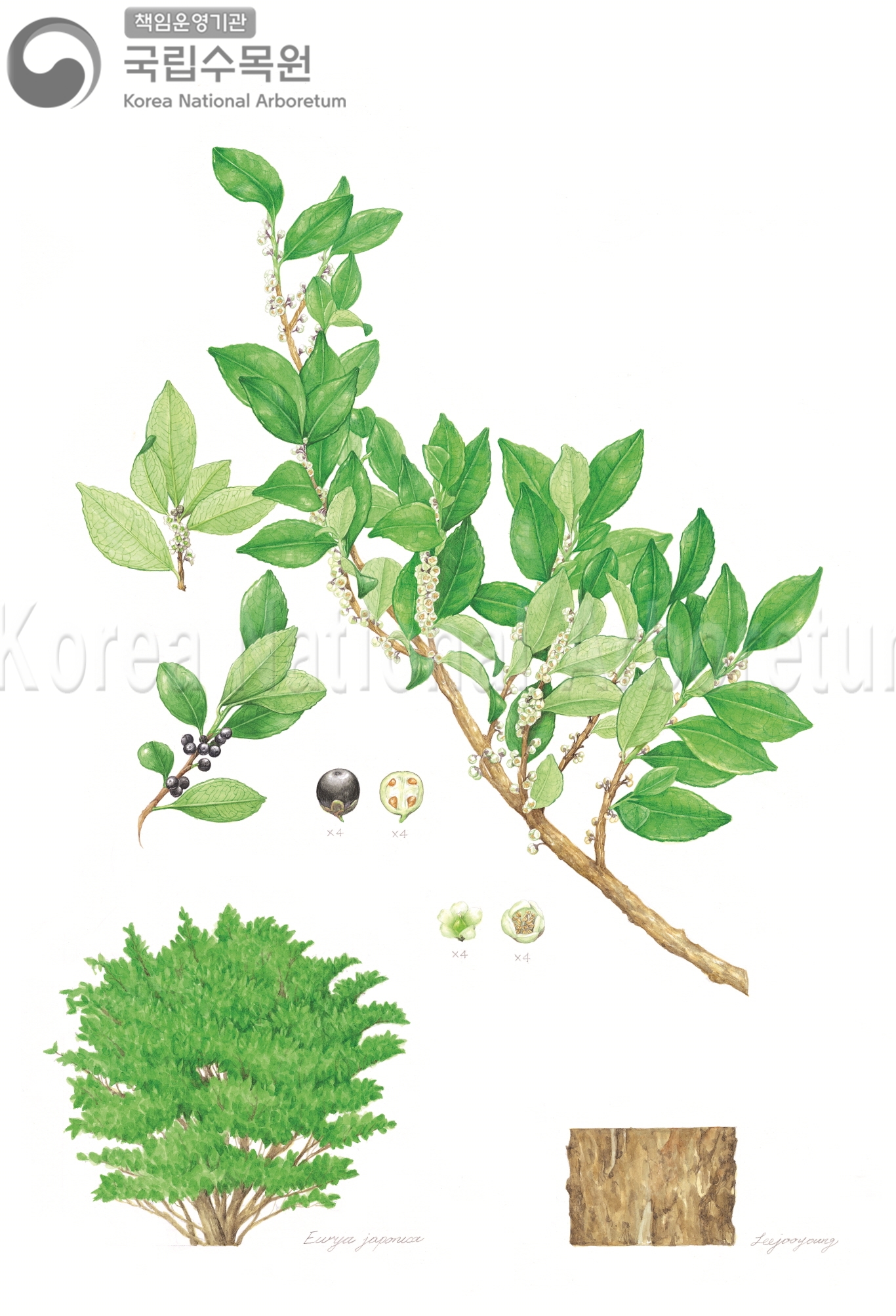 Plant Illustration Detailed View