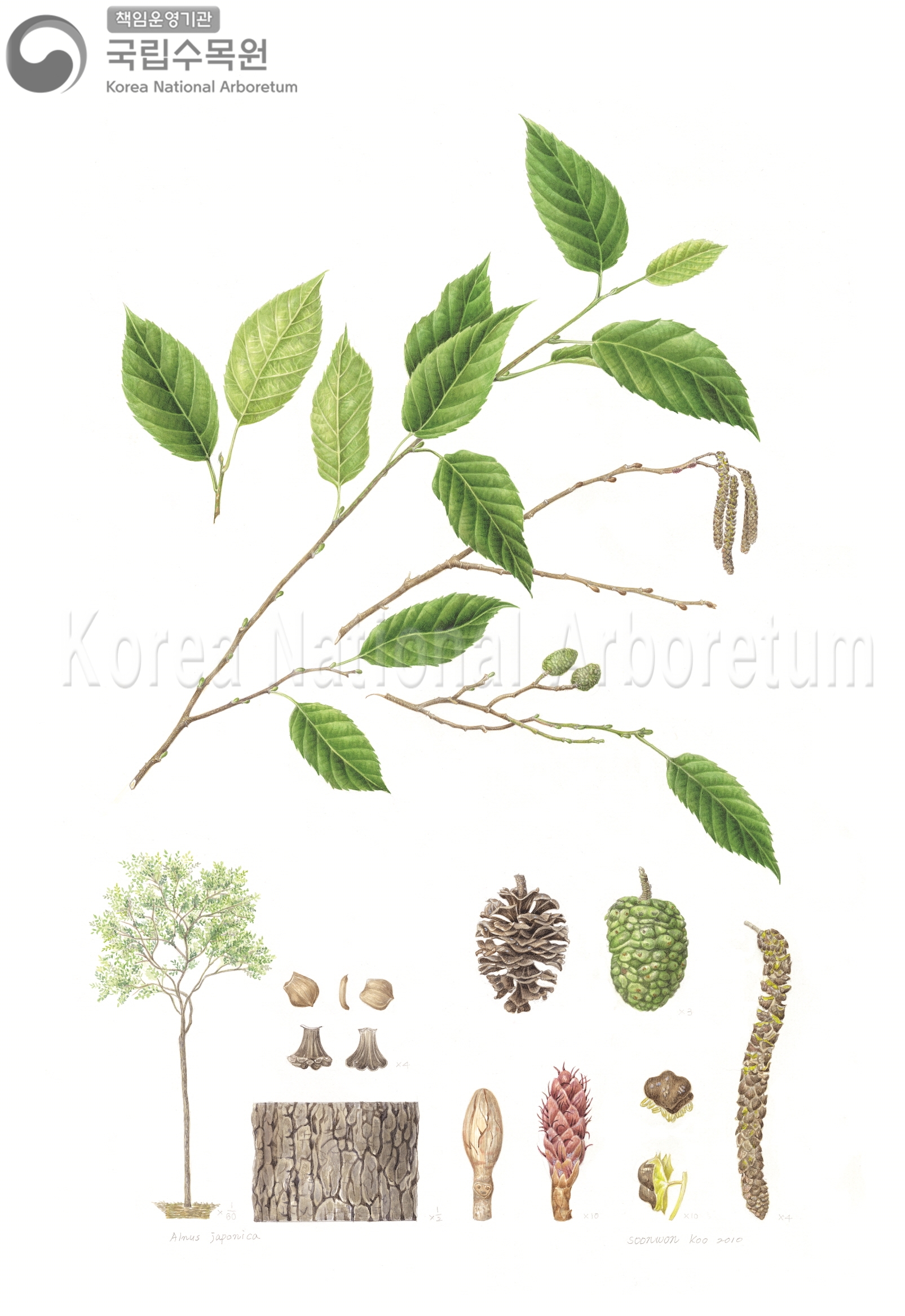 Plant Illustration Detailed View