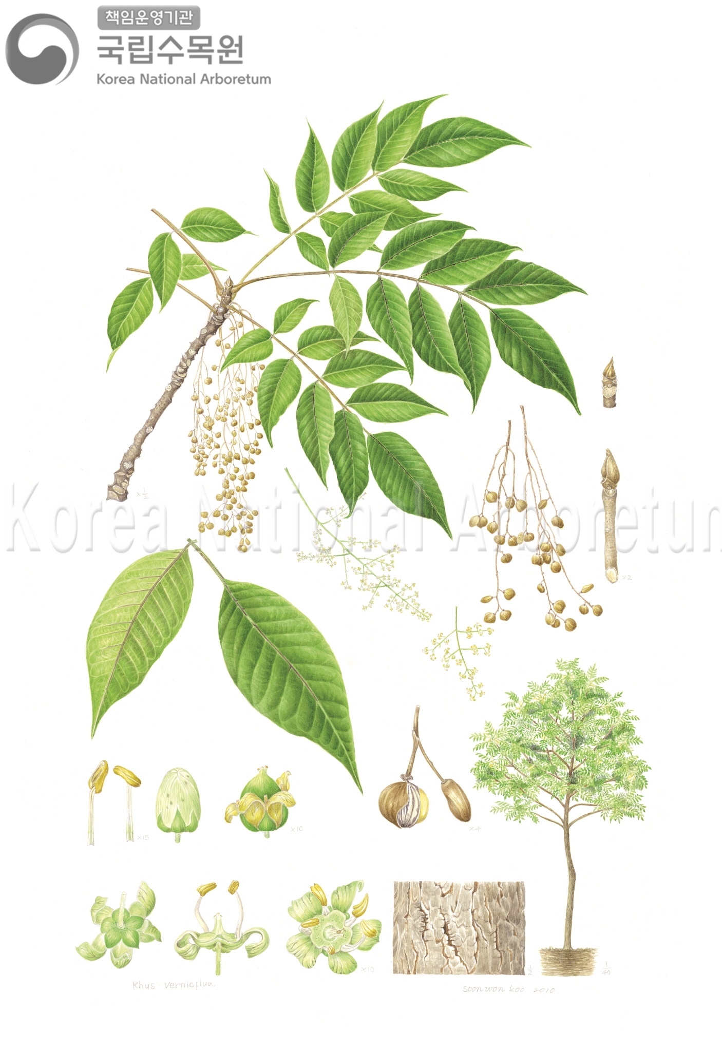 Plant Illustration Detailed View