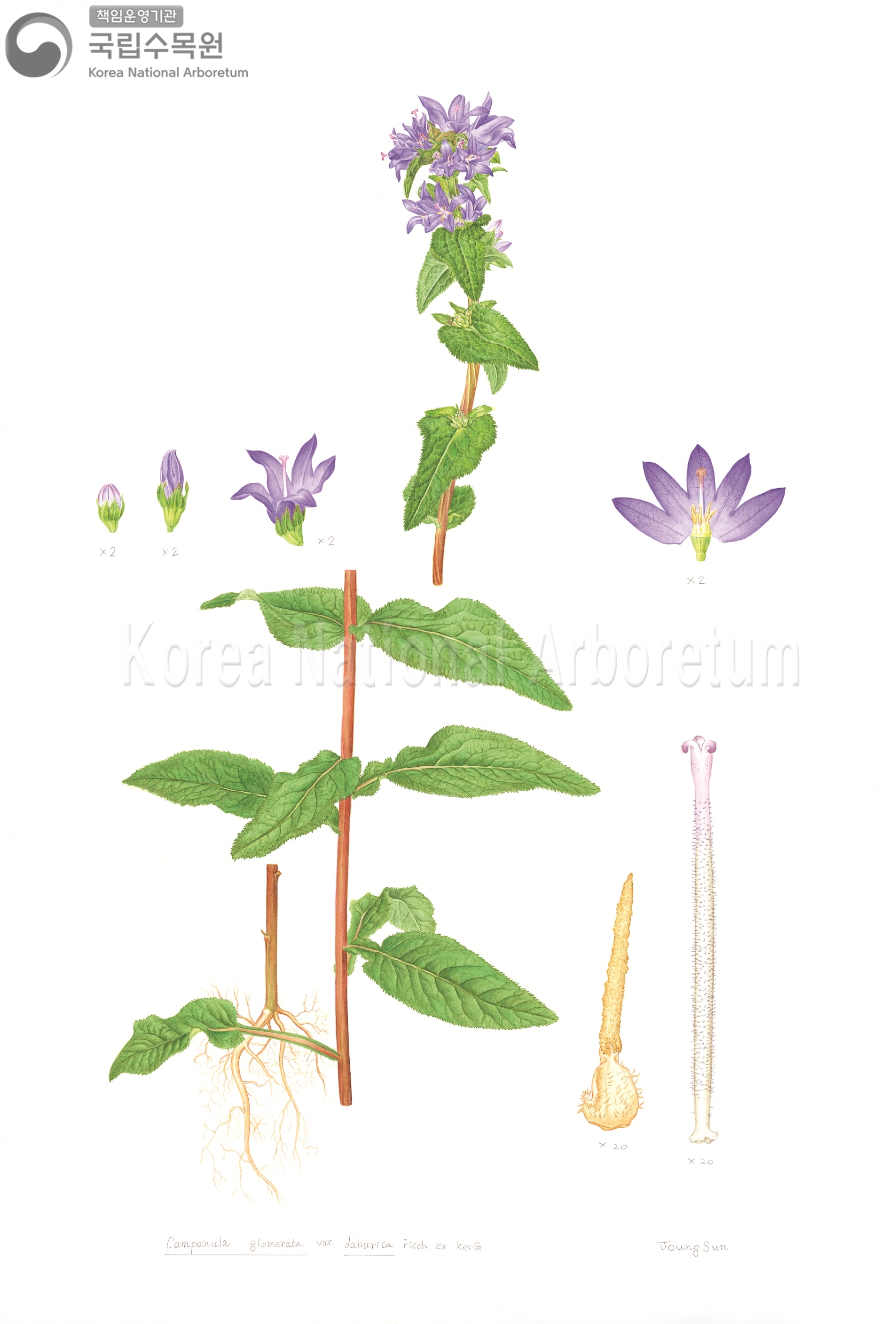 Plant Illustration Detailed View