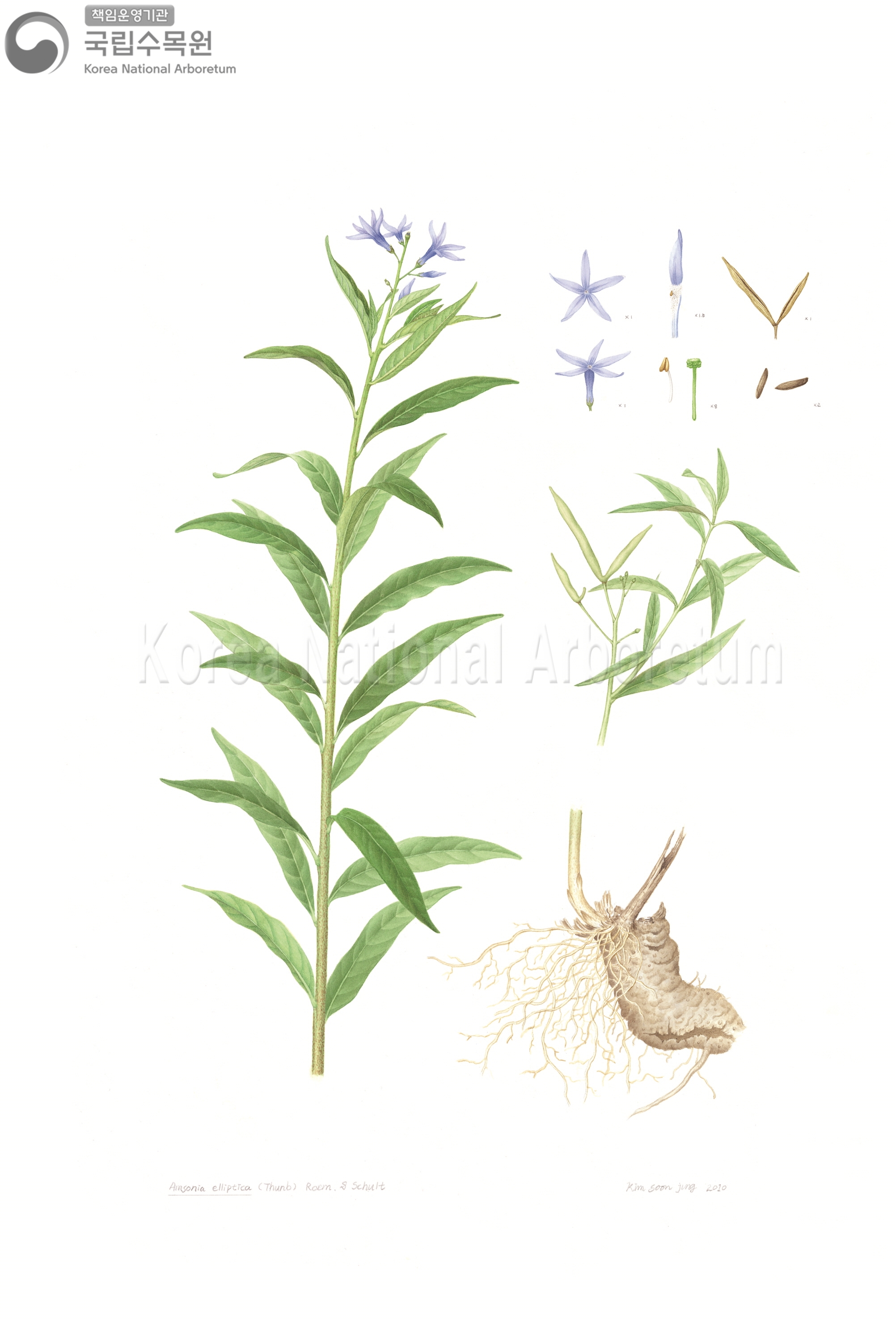 Plant Illustration Detailed View