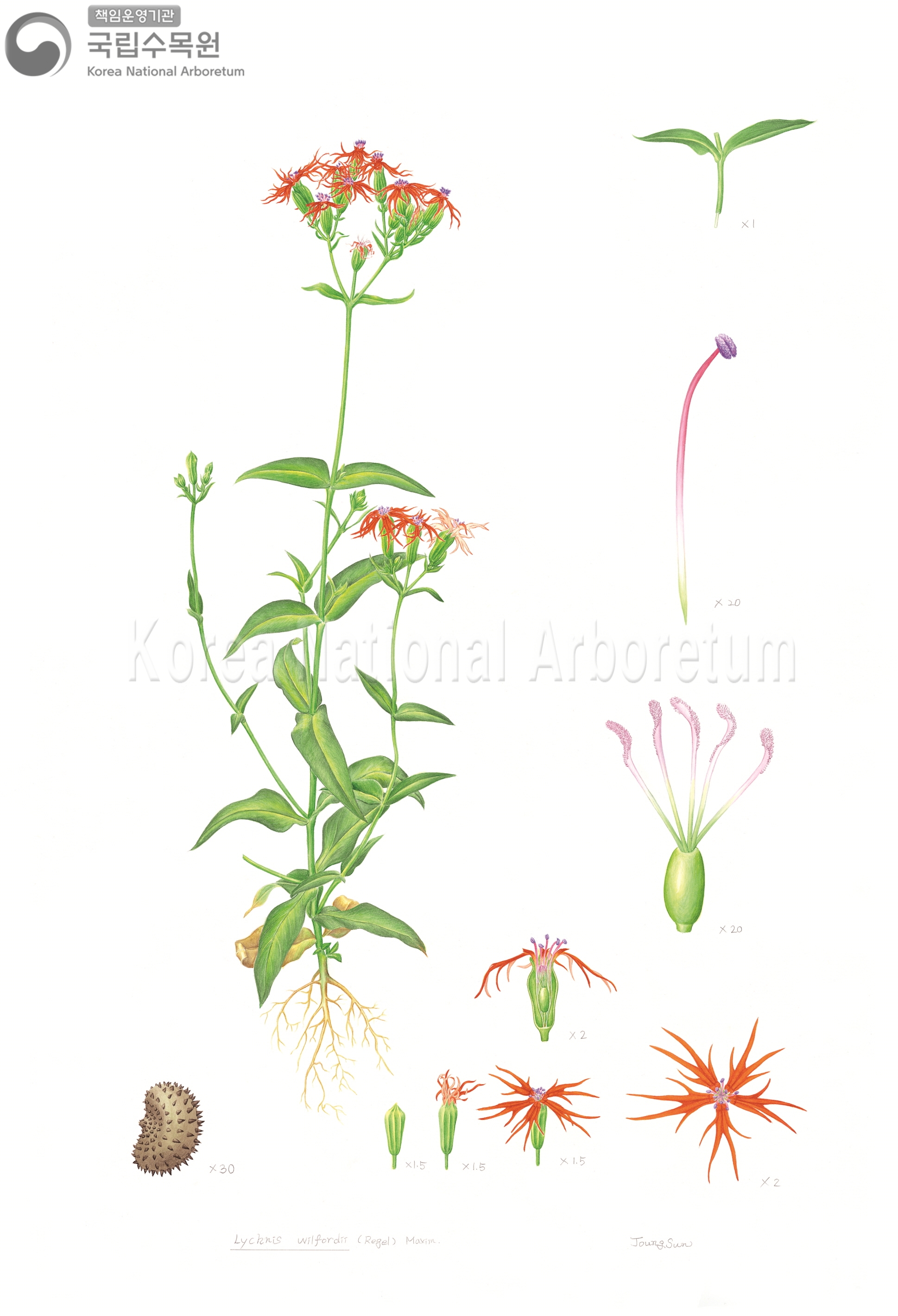 Plant Illustration Detailed View