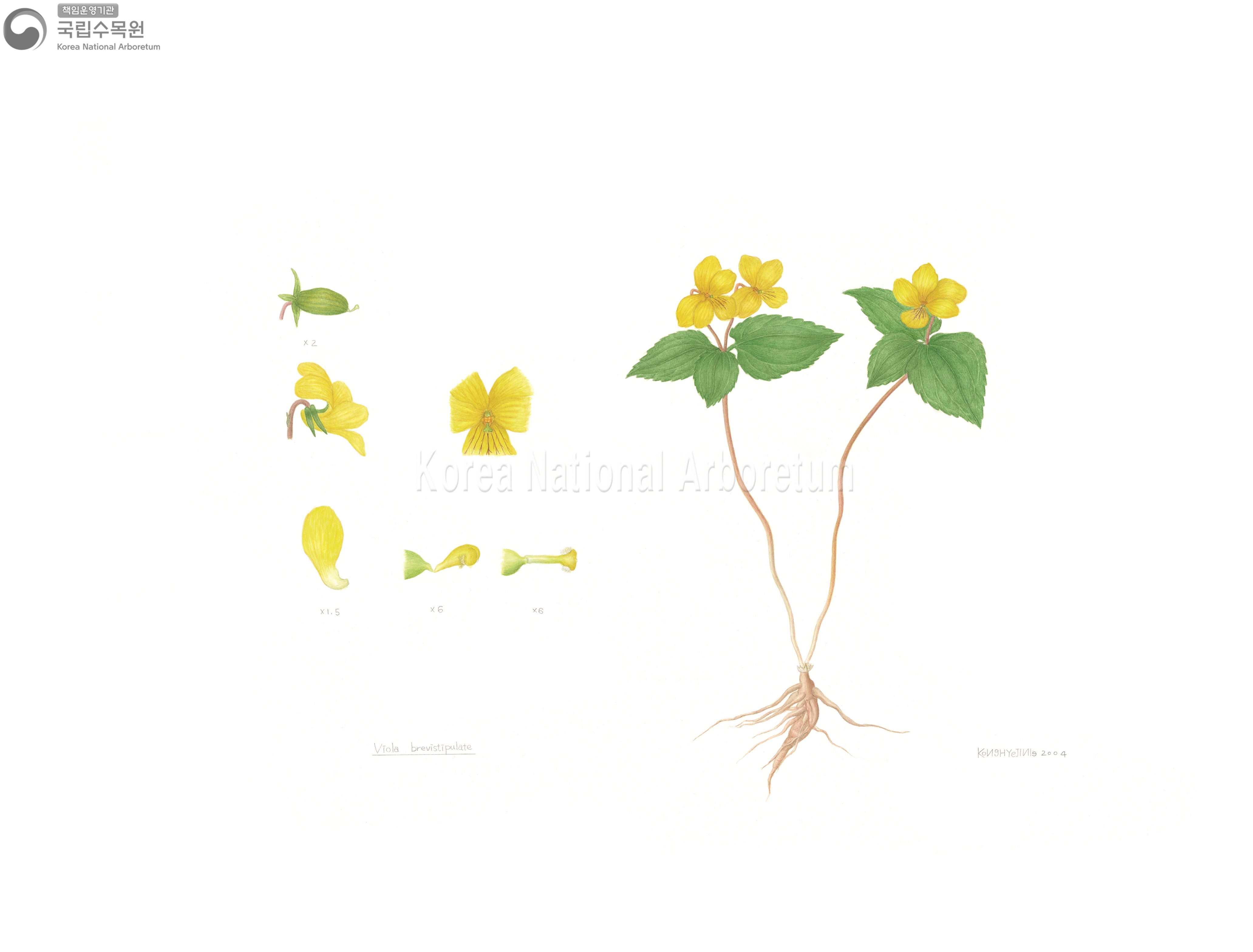 Plant Illustration Detailed View