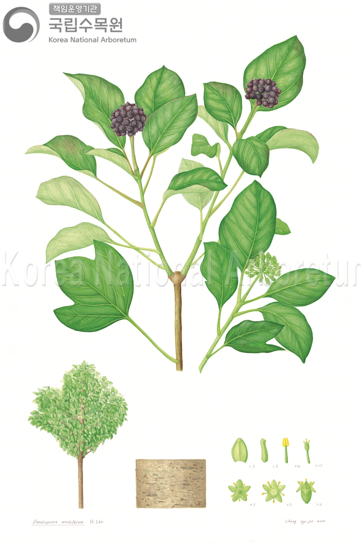 Plant Illustration Detailed View