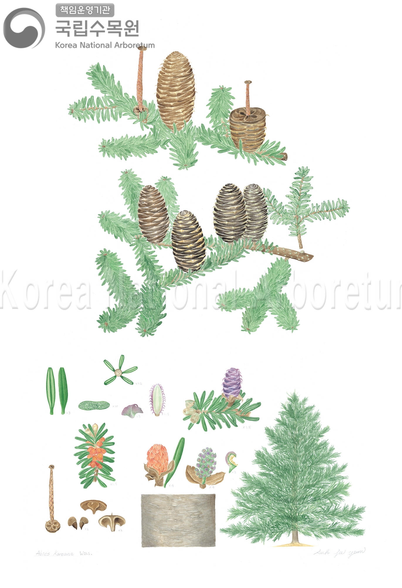 Plant Illustration Detailed View