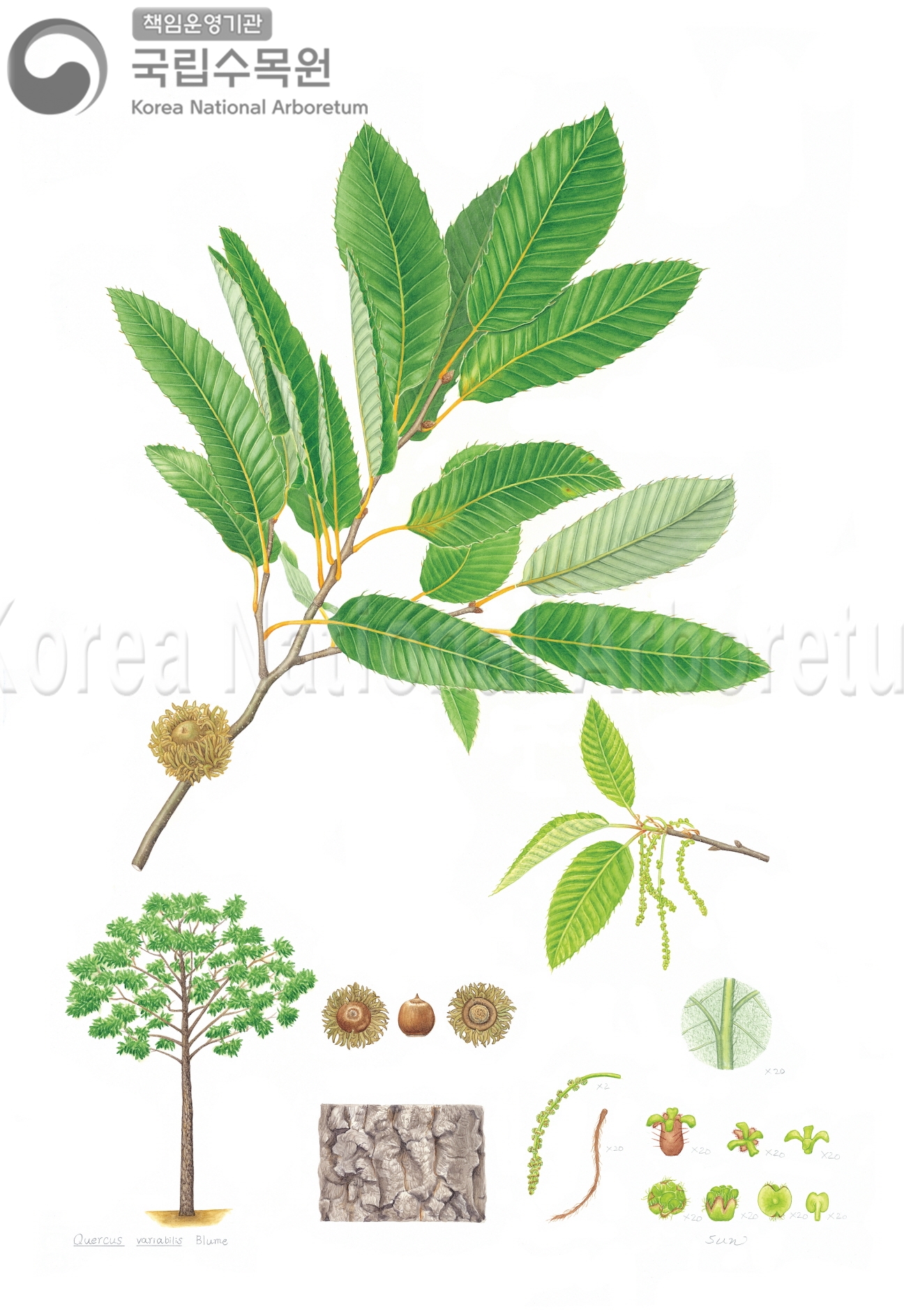 Plant Illustration Detailed View