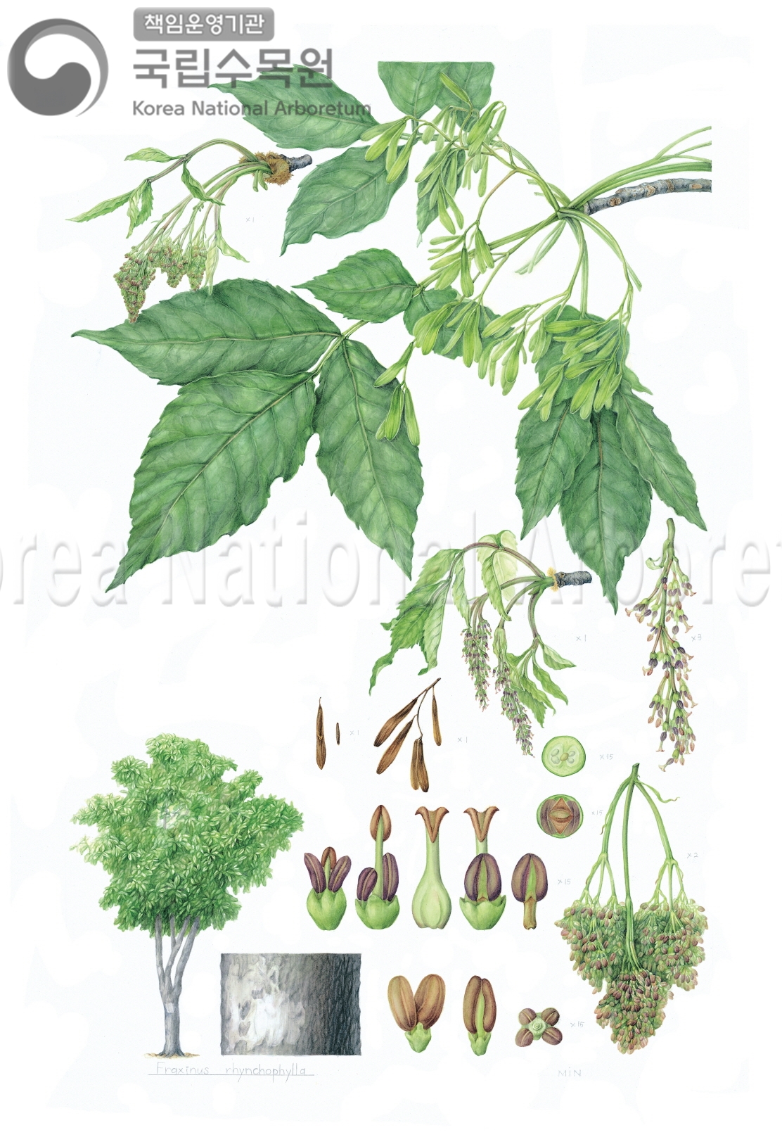 Plant Illustration Detailed View