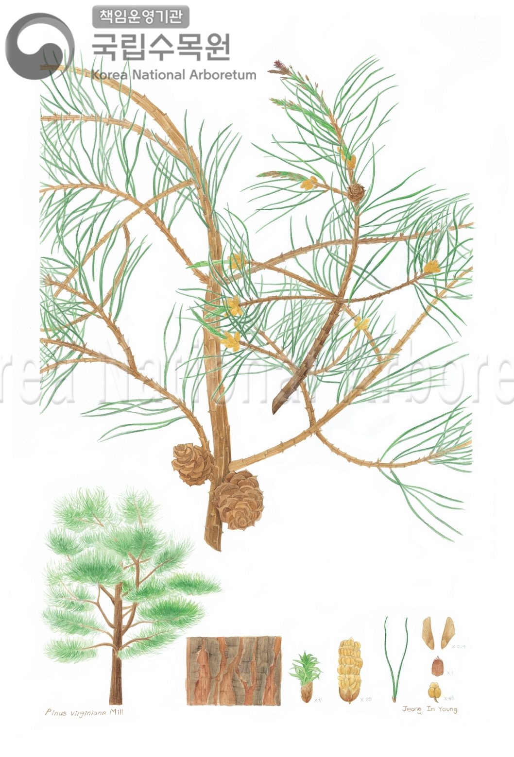 Plant Illustration Detailed View