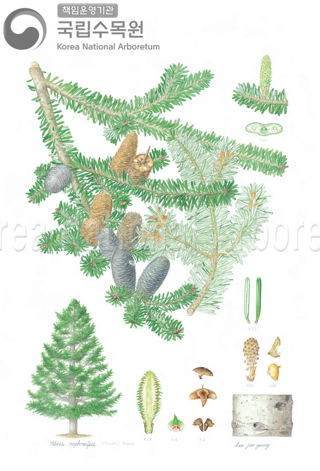 Plant Illustration Detailed View