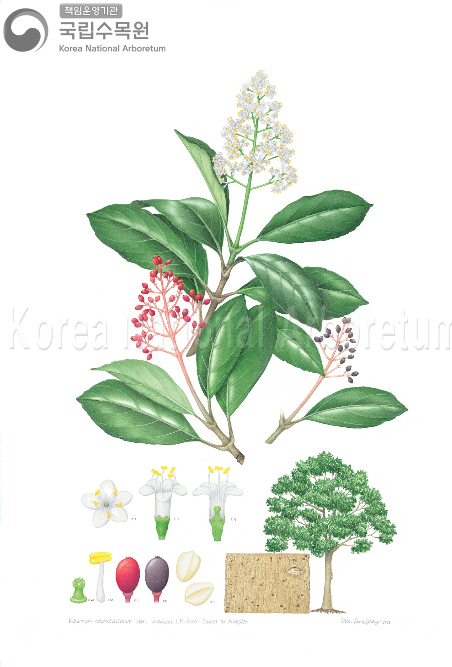 Plant Illustration Detailed View