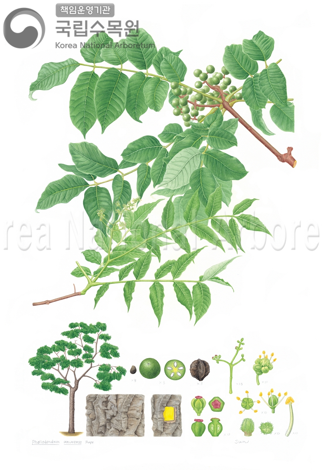 Plant Illustration Detailed View