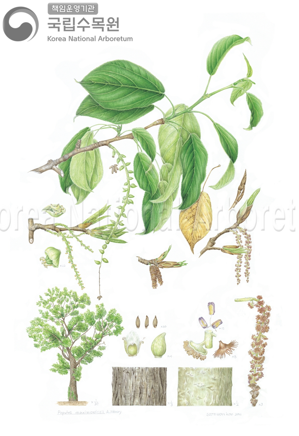 Plant Illustration Detailed View